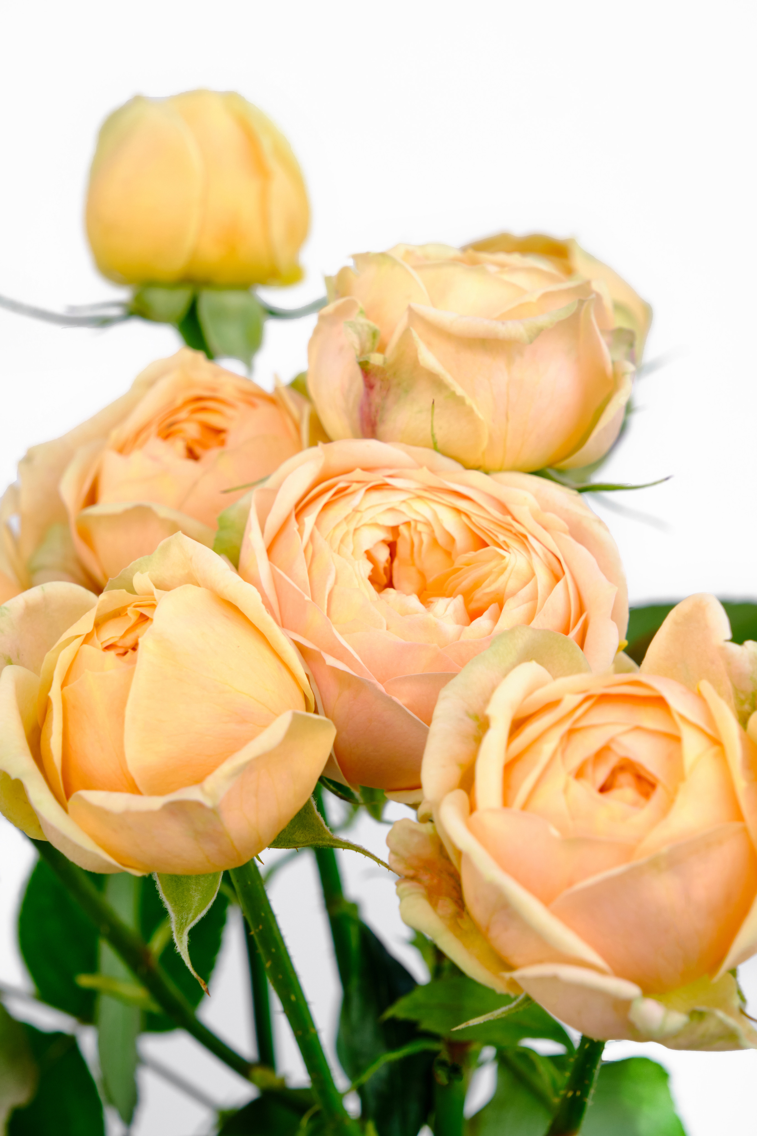 Каталог цветов. Ася Ложкина фотограф Ижевск