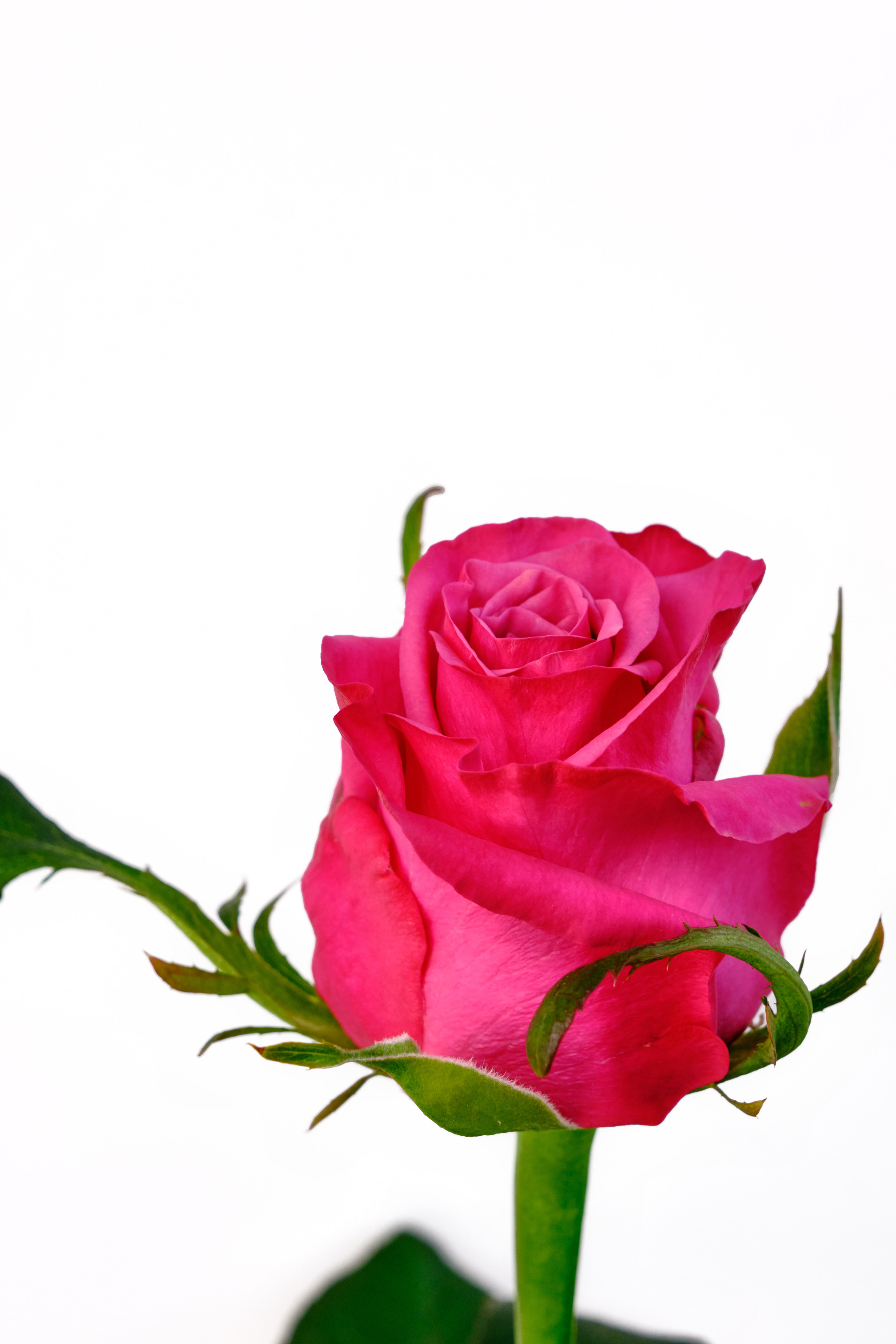 Каталог цветов. Ася Ложкина фотограф Ижевск