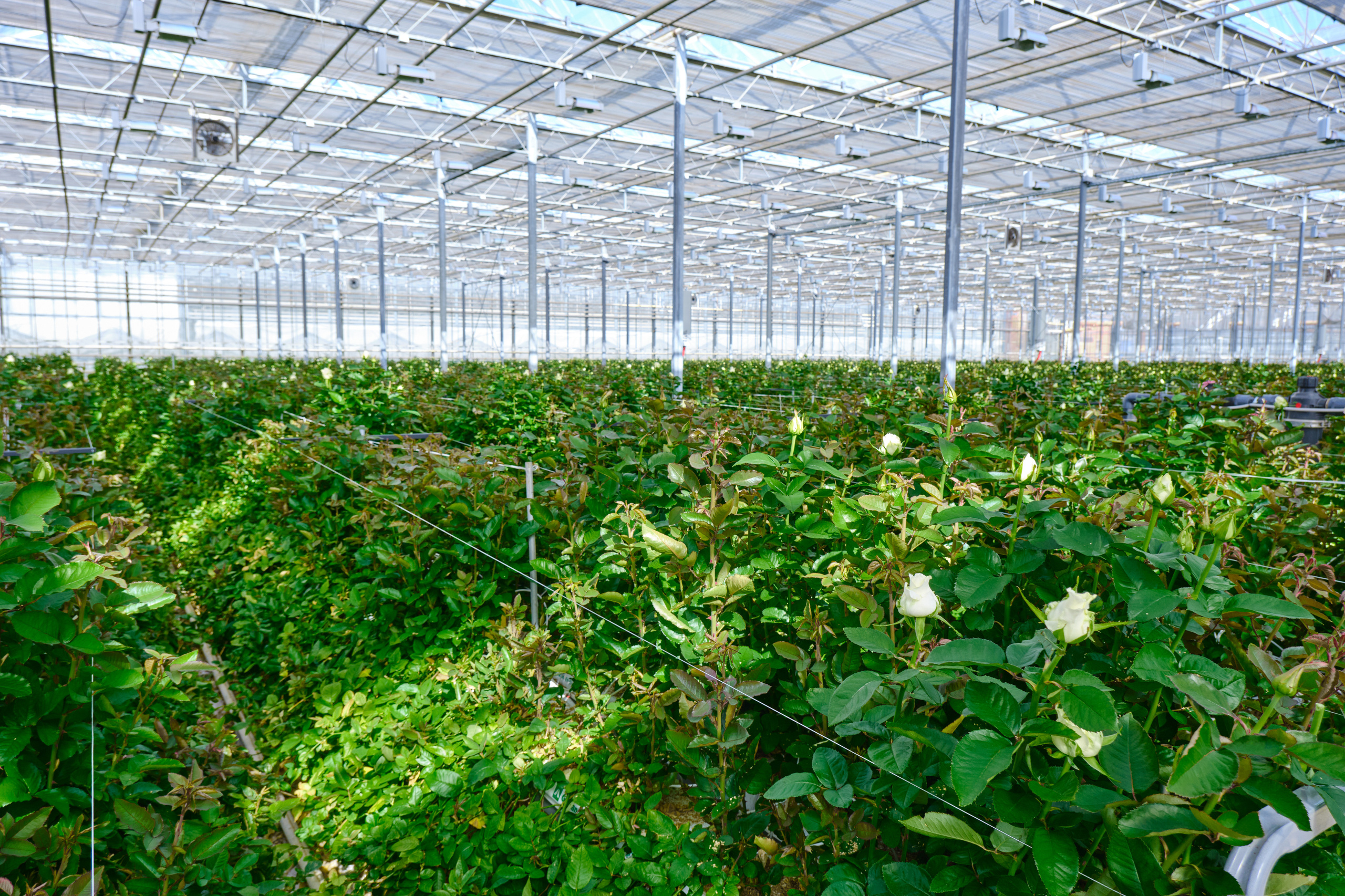 Каталог цветов. Ася Ложкина фотограф Ижевск