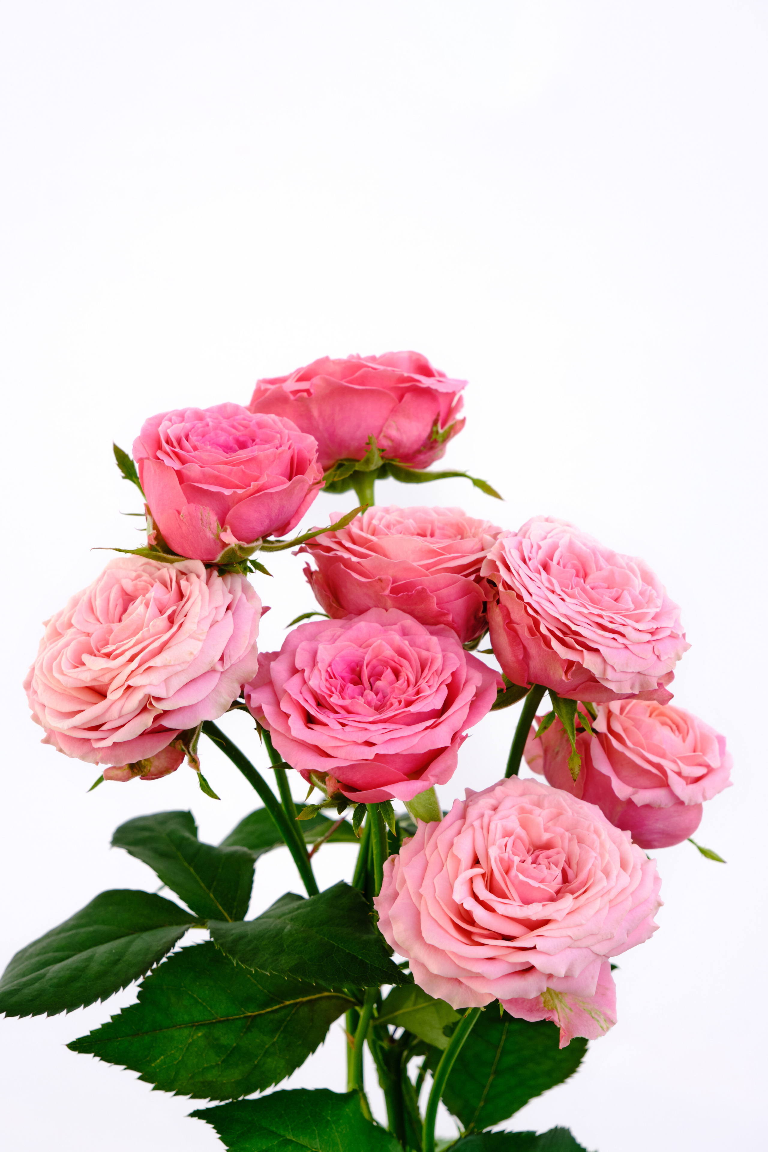 Каталог цветов. Ася Ложкина фотограф Ижевск