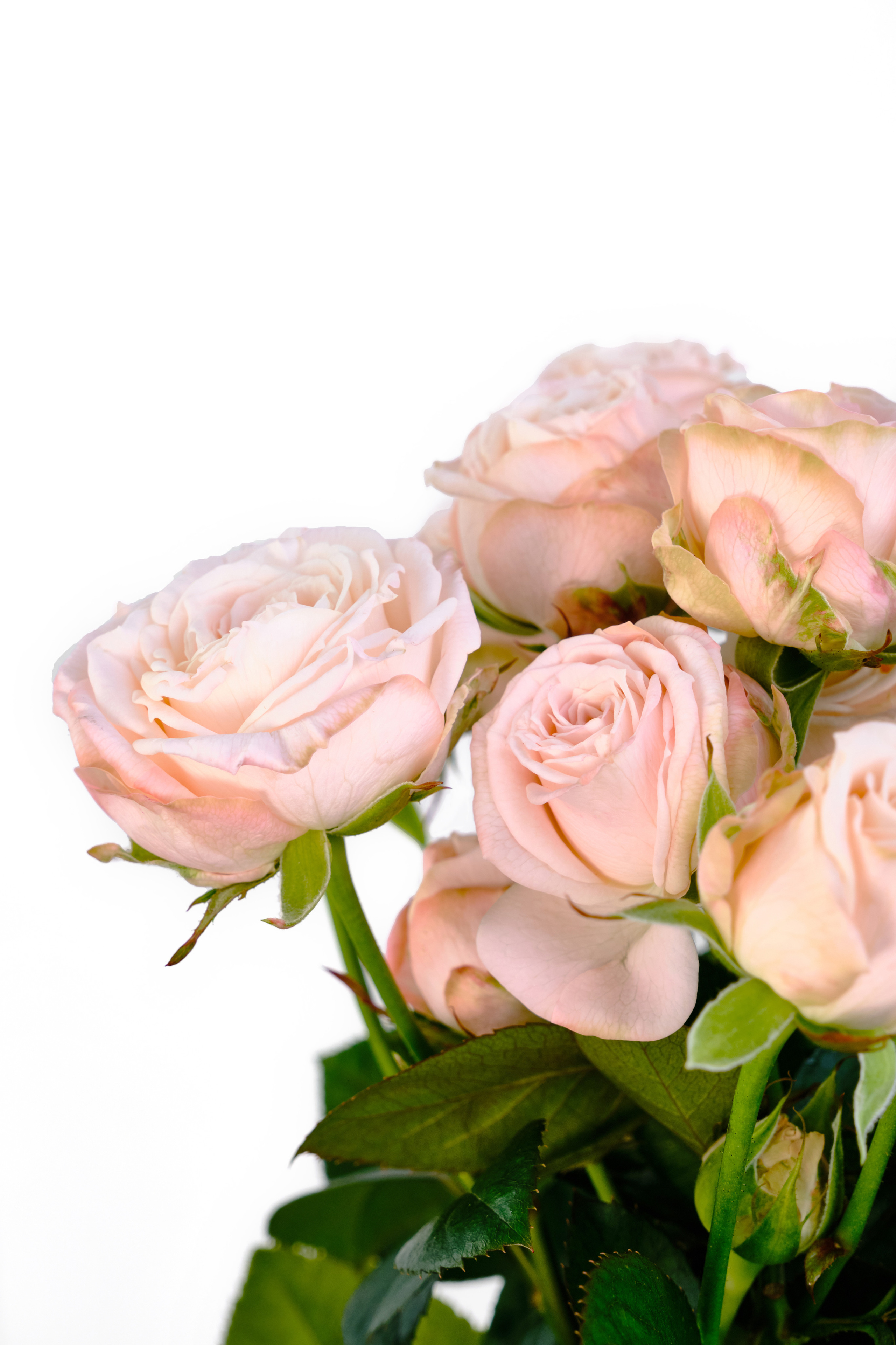 Каталог цветов. Ася Ложкина фотограф Ижевск