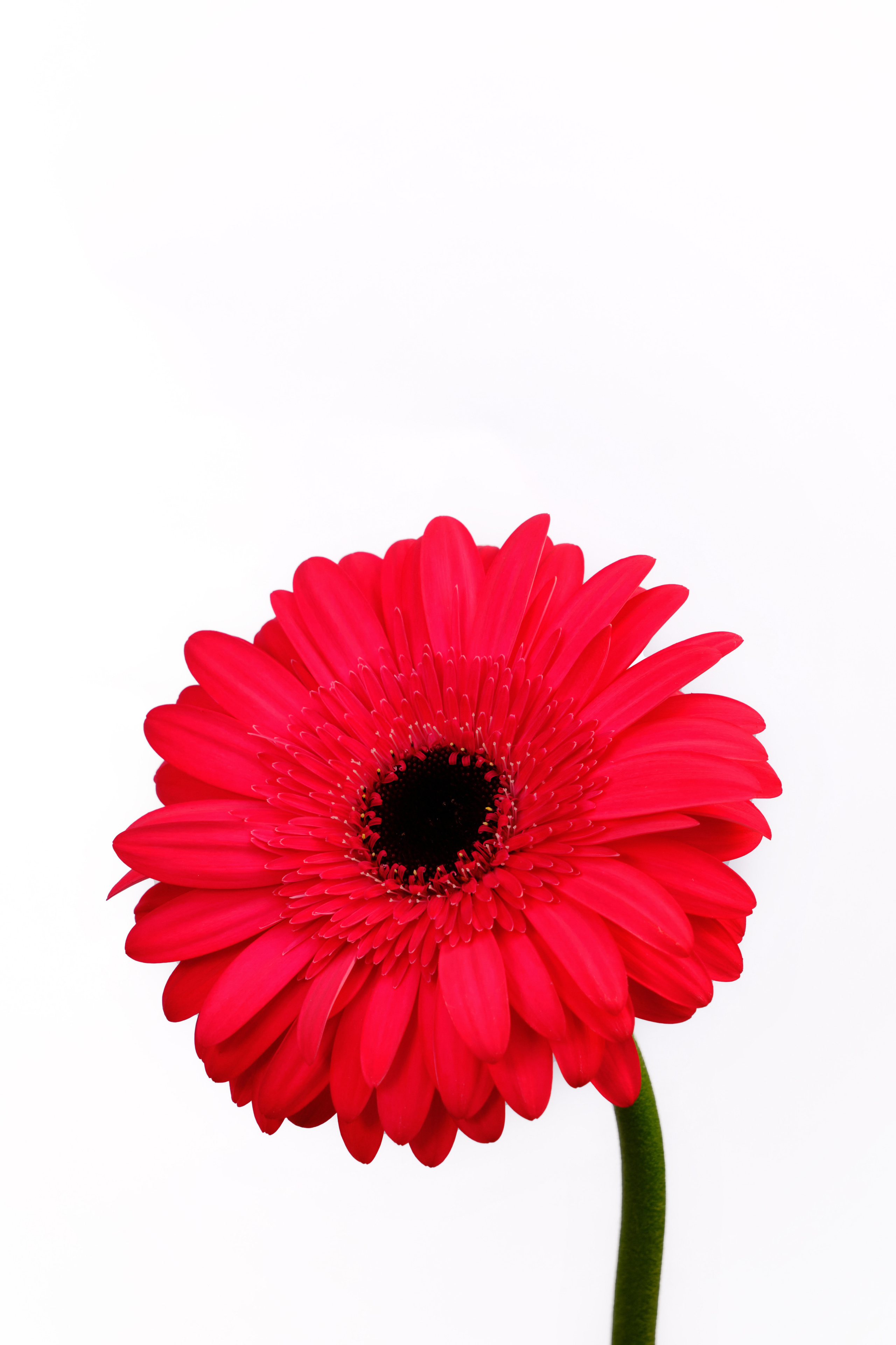 Каталог цветов. Ася Ложкина фотограф Ижевск