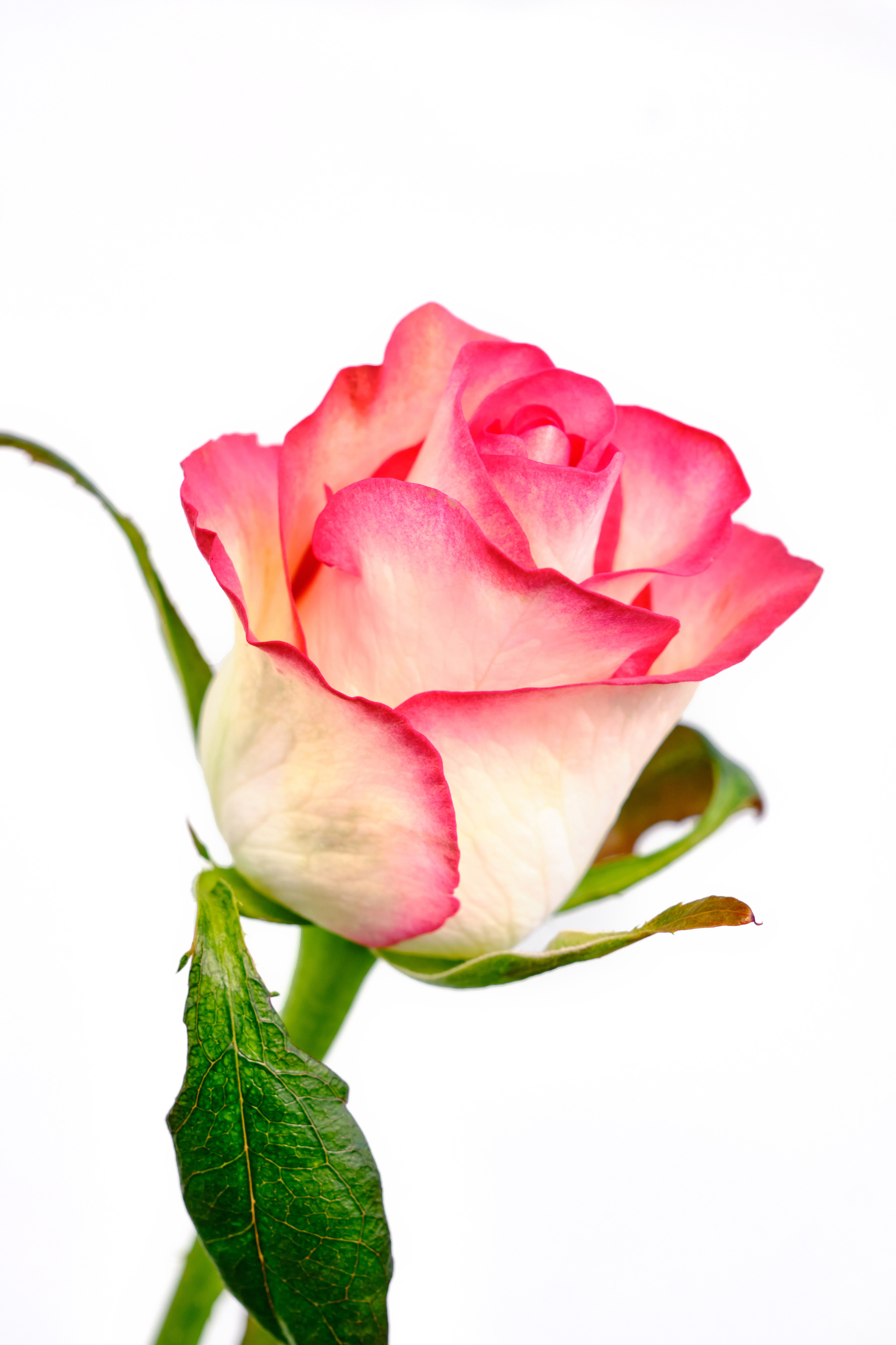 Каталог цветов. Ася Ложкина фотограф Ижевск