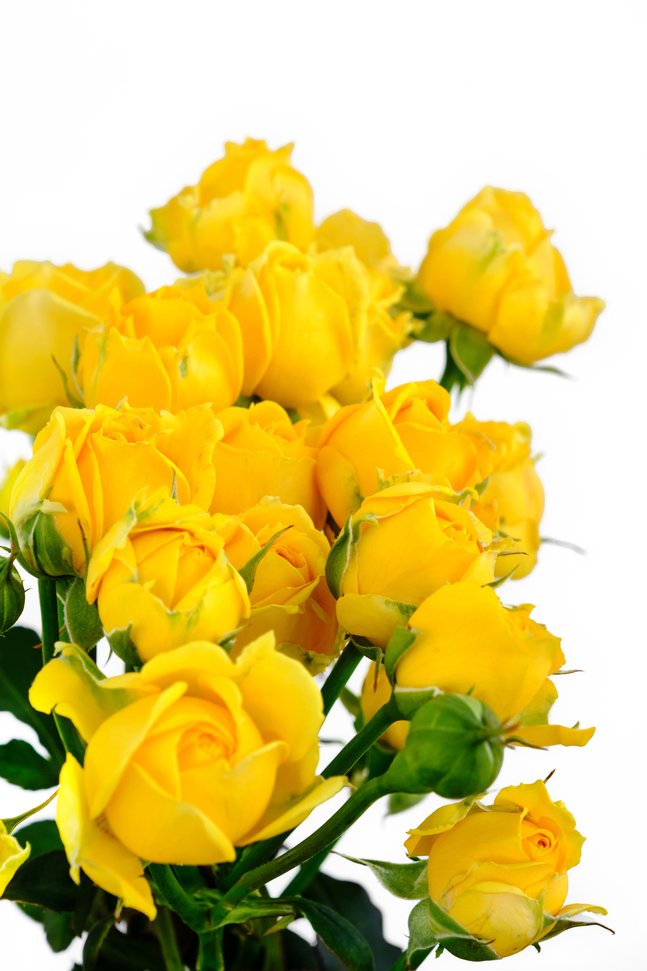 Каталог цветов. Ася Ложкина фотограф Ижевск