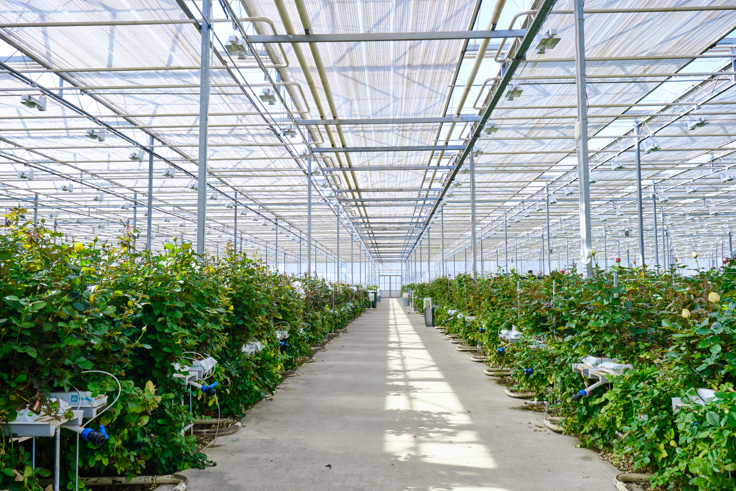 Каталог цветов. Ася Ложкина фотограф Ижевск