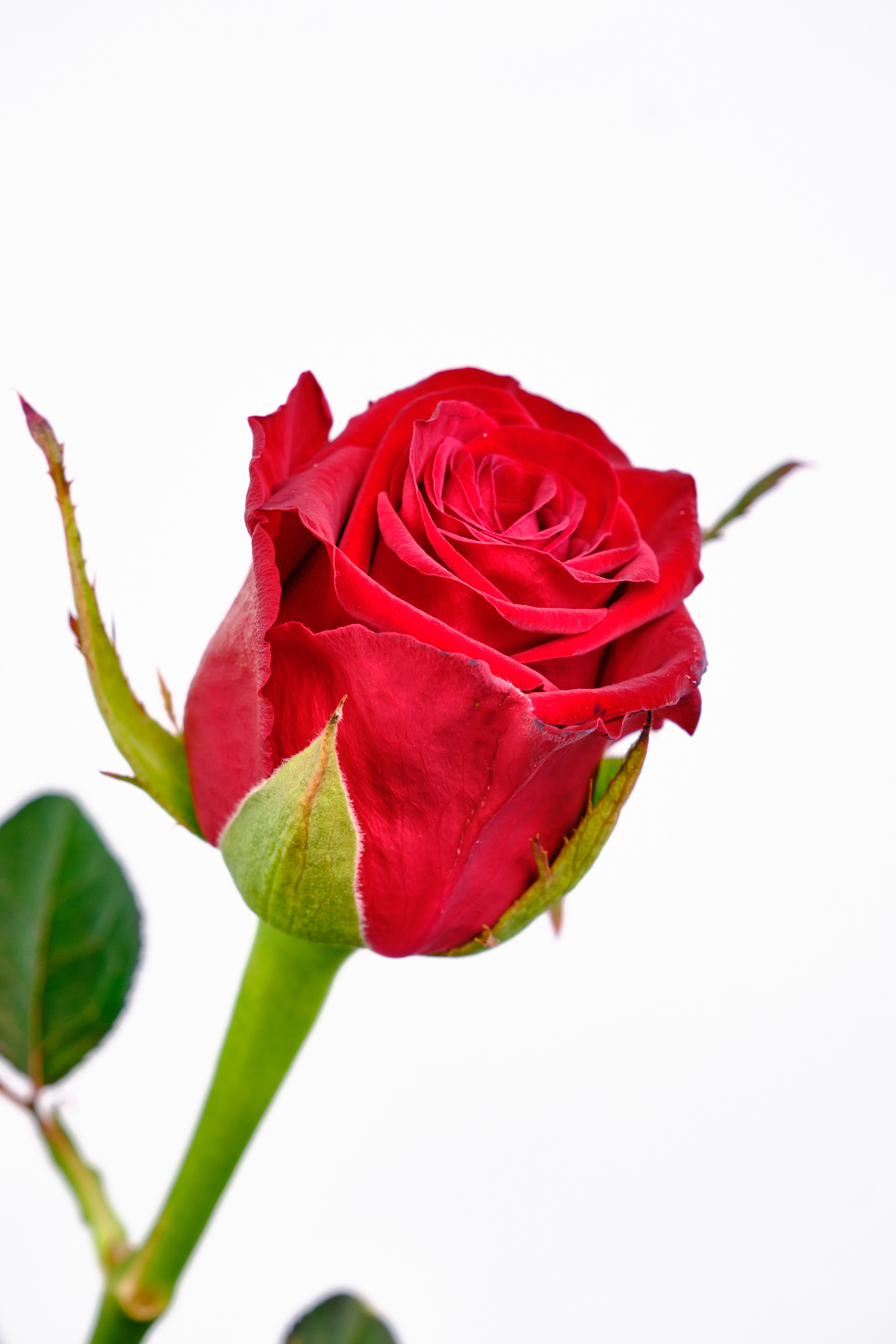 Каталог цветов. Ася Ложкина фотограф Ижевск