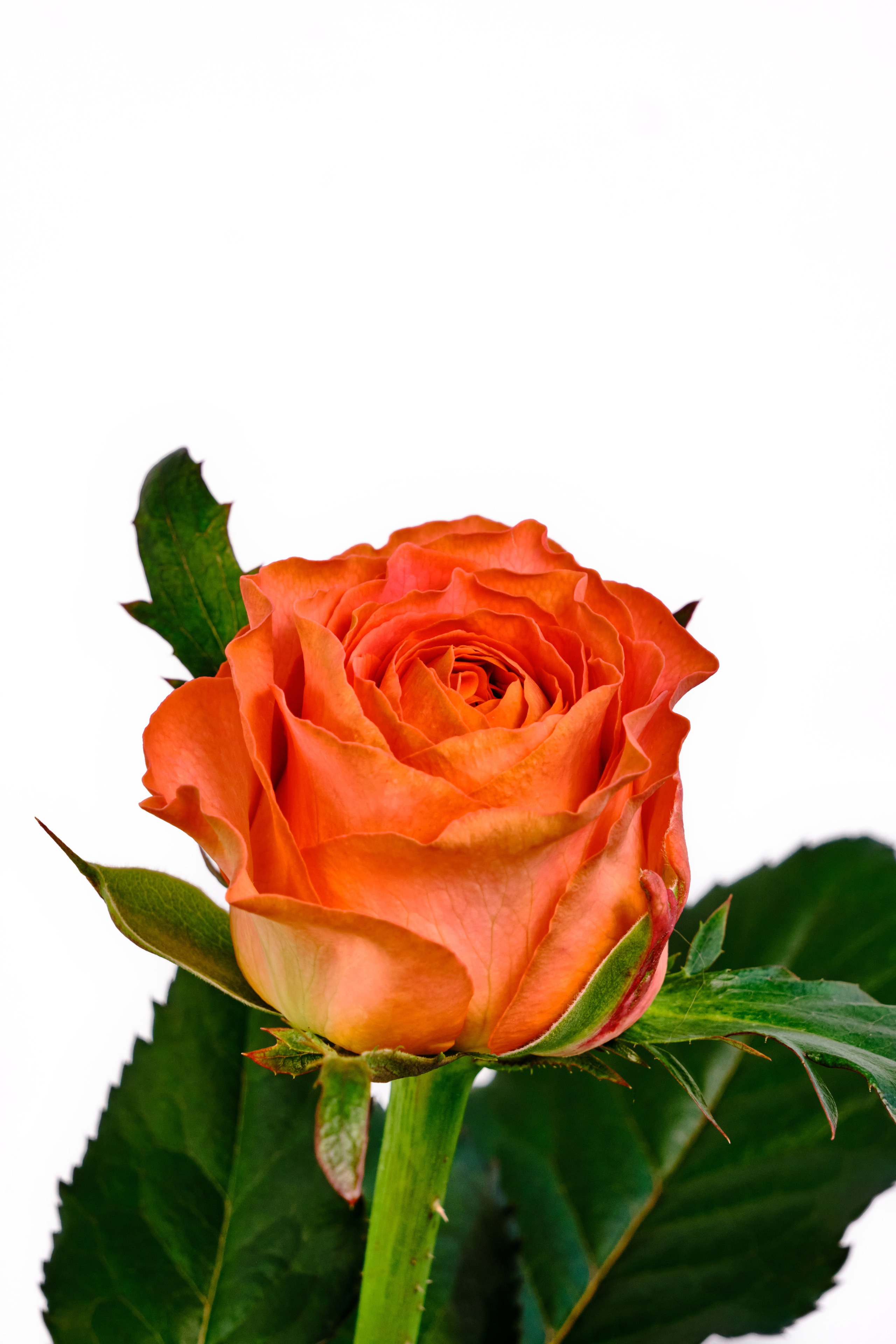 Каталог цветов. Ася Ложкина фотограф Ижевск