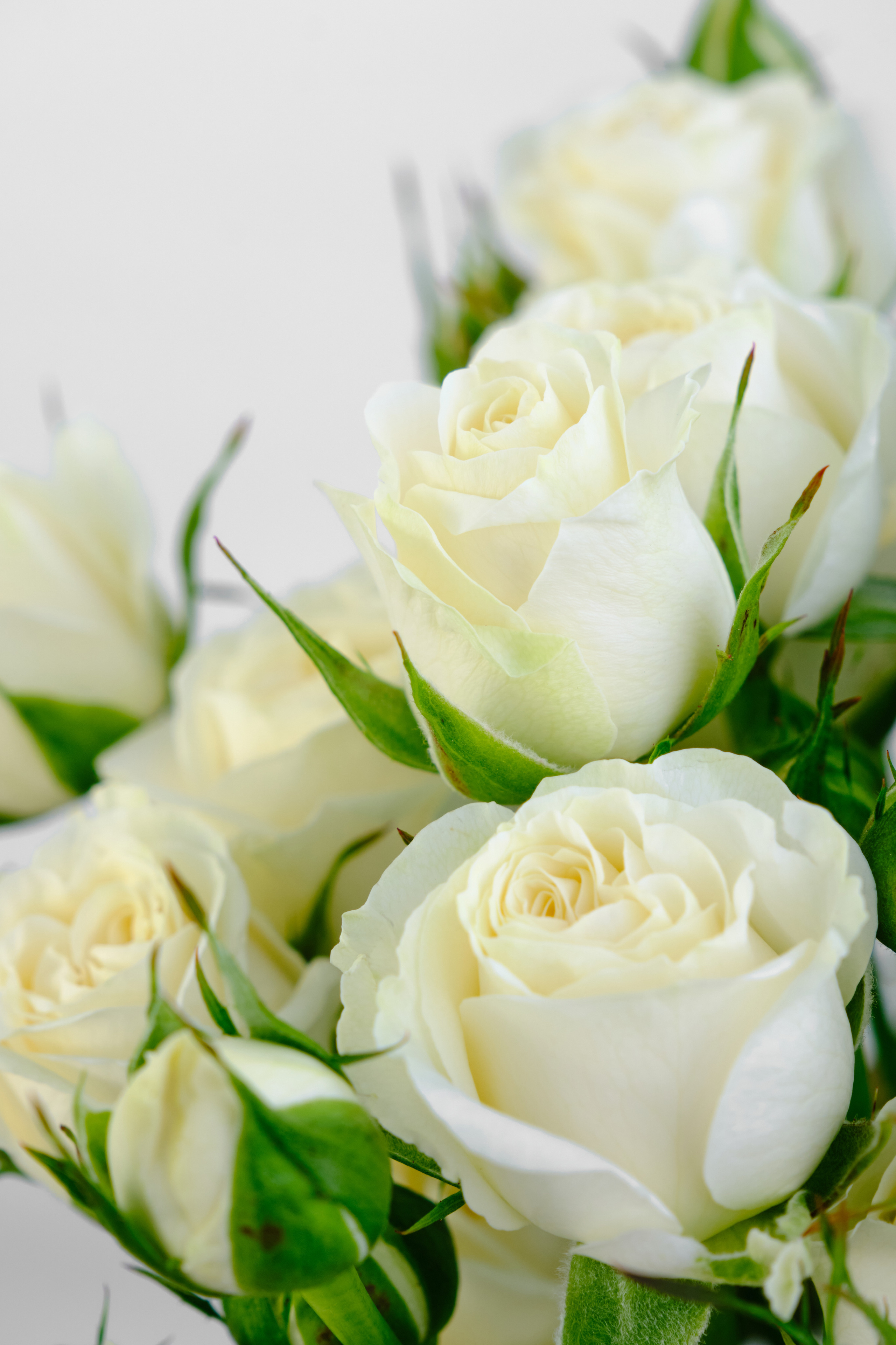 Каталог цветов