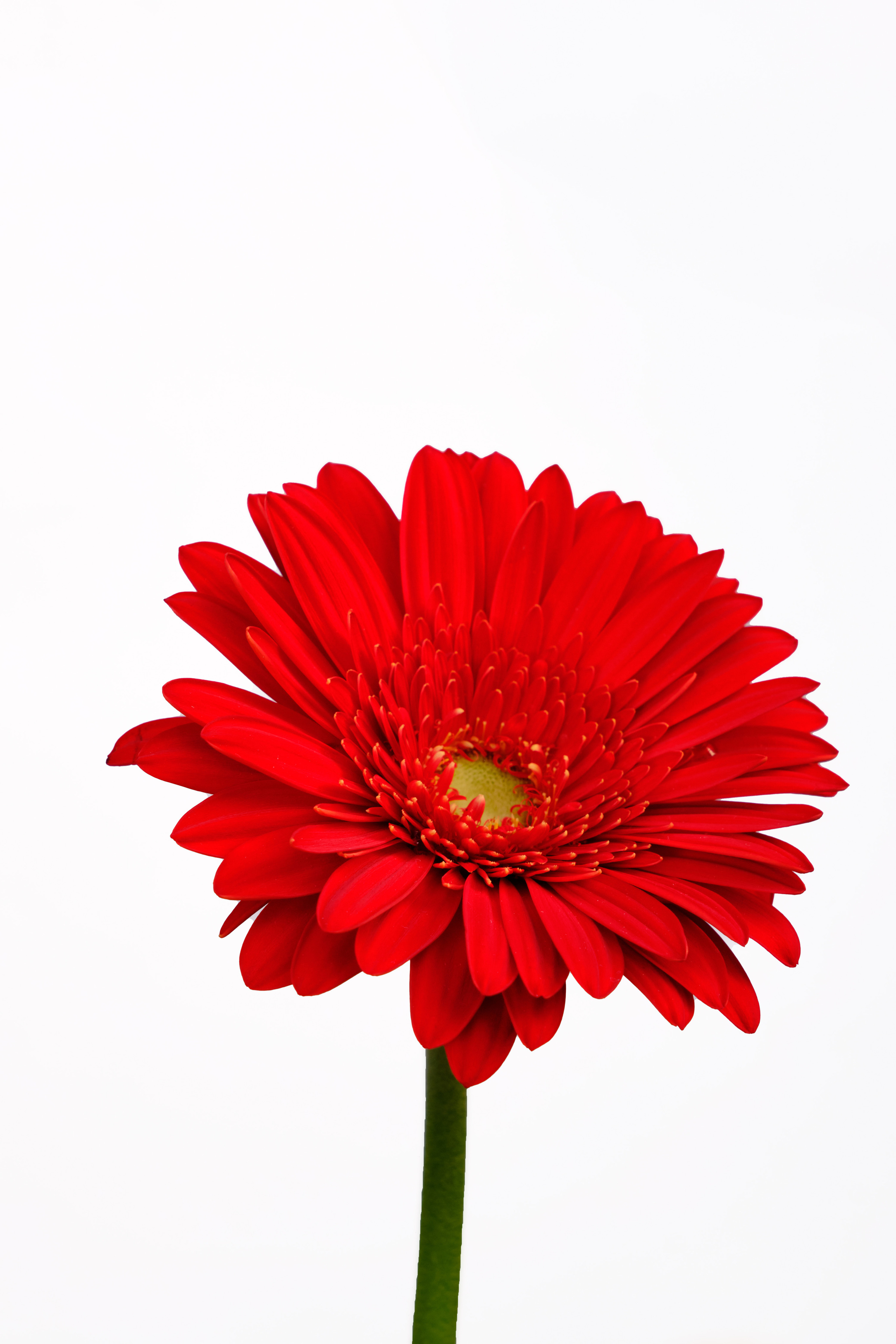 Каталог цветов. Ася Ложкина фотограф Ижевск