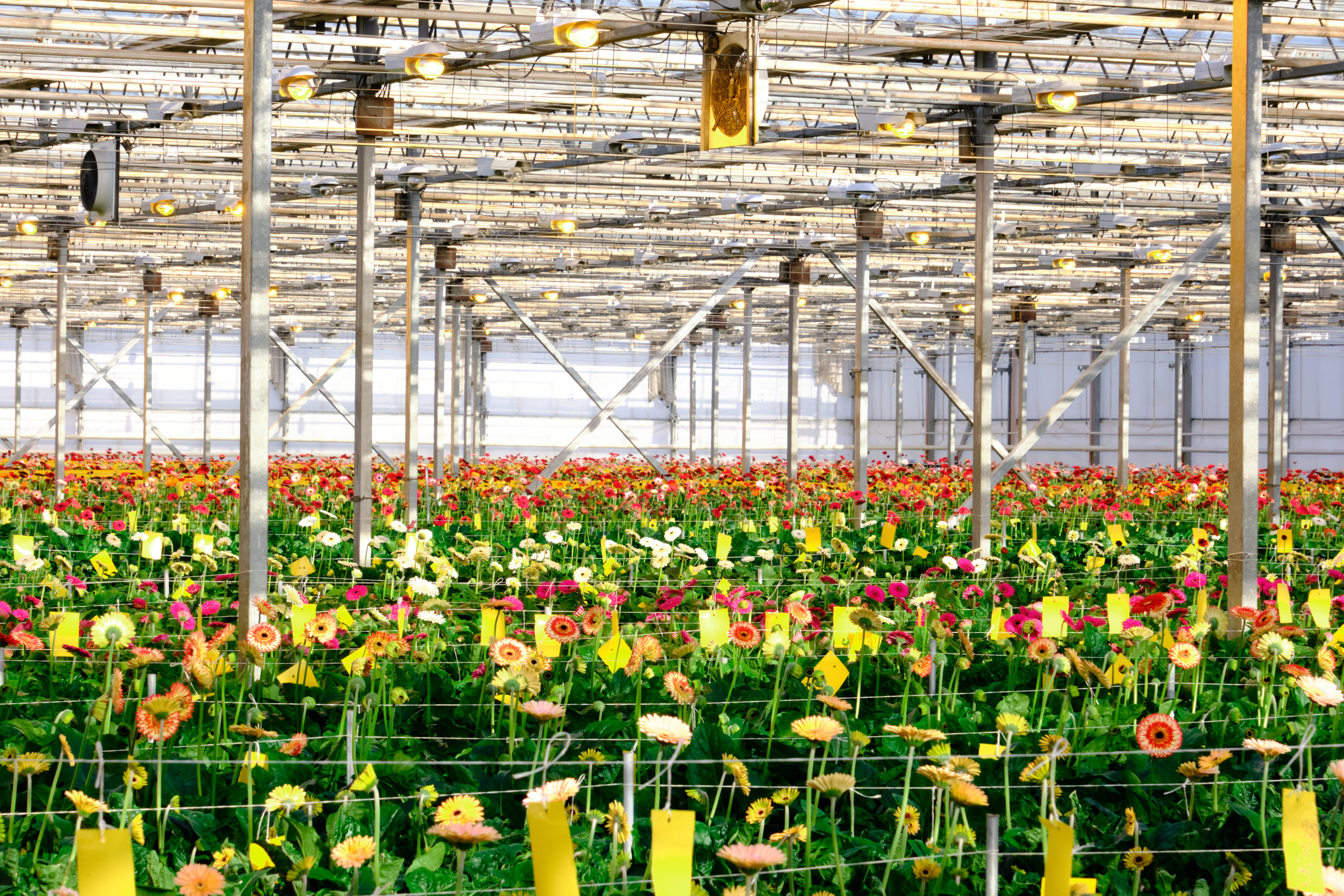 Каталог цветов. Ася Ложкина фотограф Ижевск