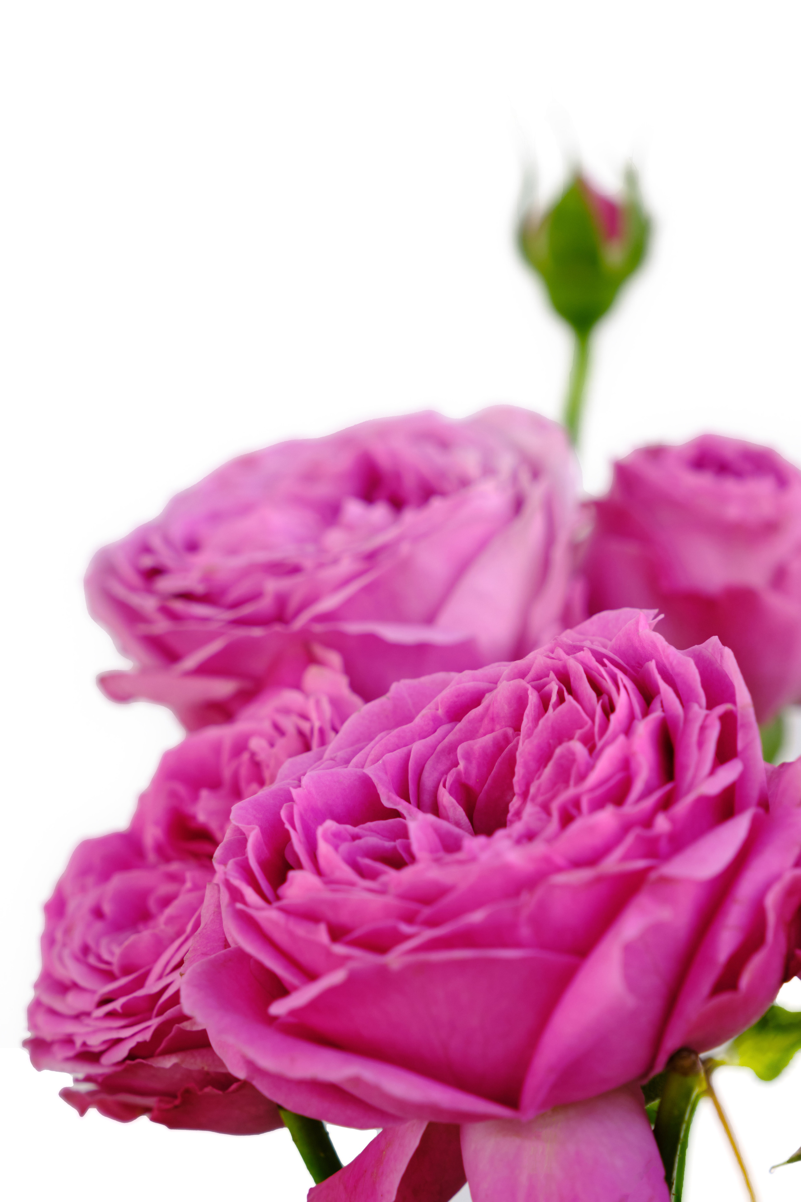 Каталог цветов. Ася Ложкина фотограф Ижевск