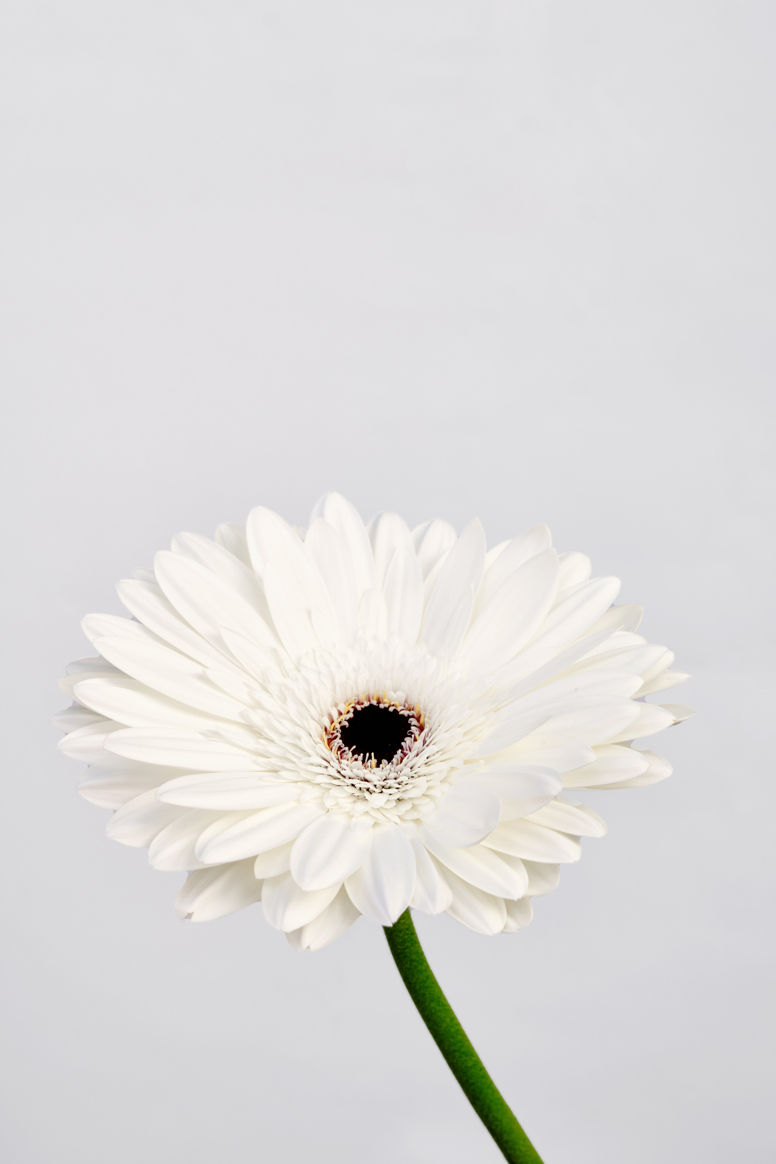 Каталог цветов. Ася Ложкина фотограф Ижевск