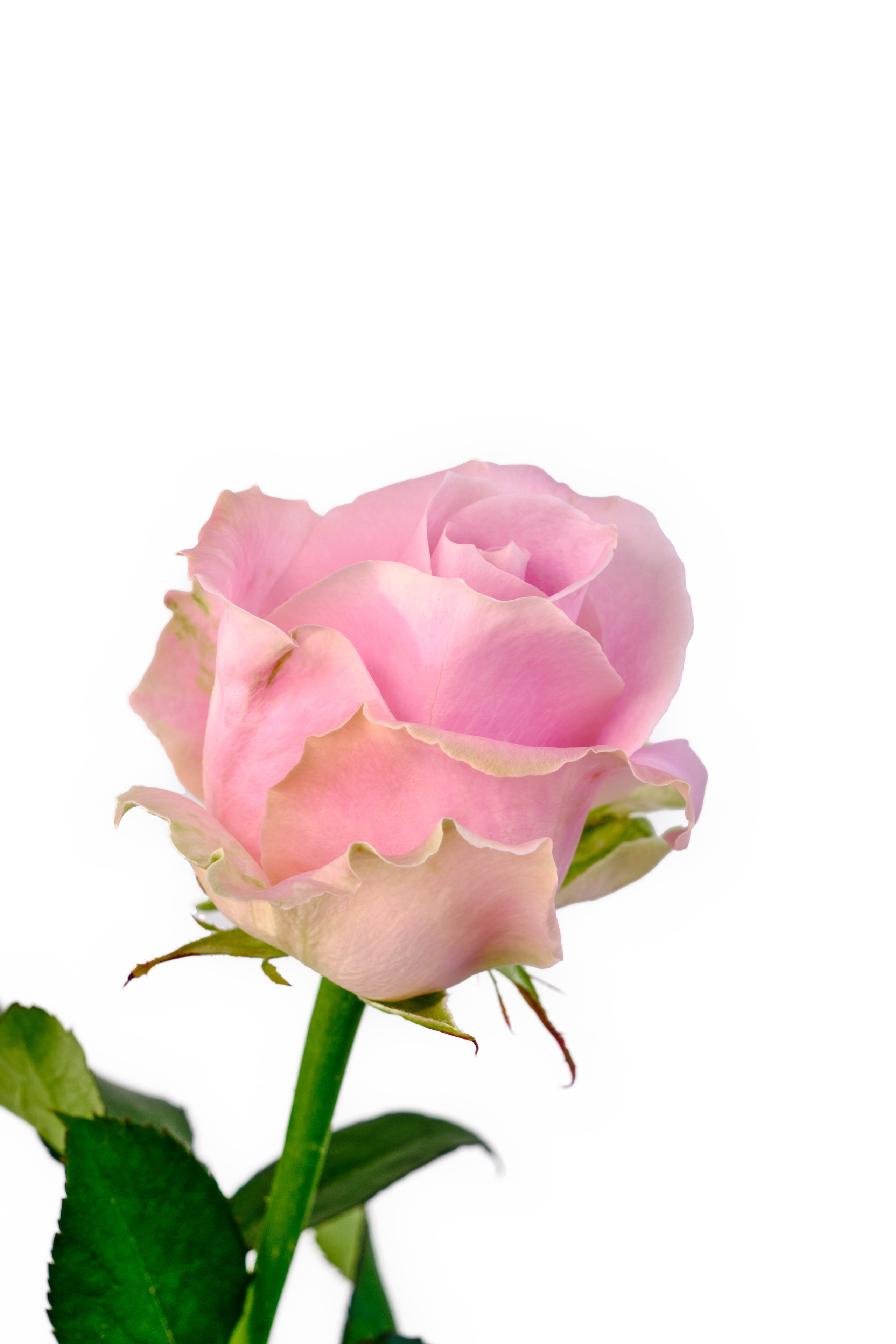 Каталог цветов. Ася Ложкина фотограф Ижевск