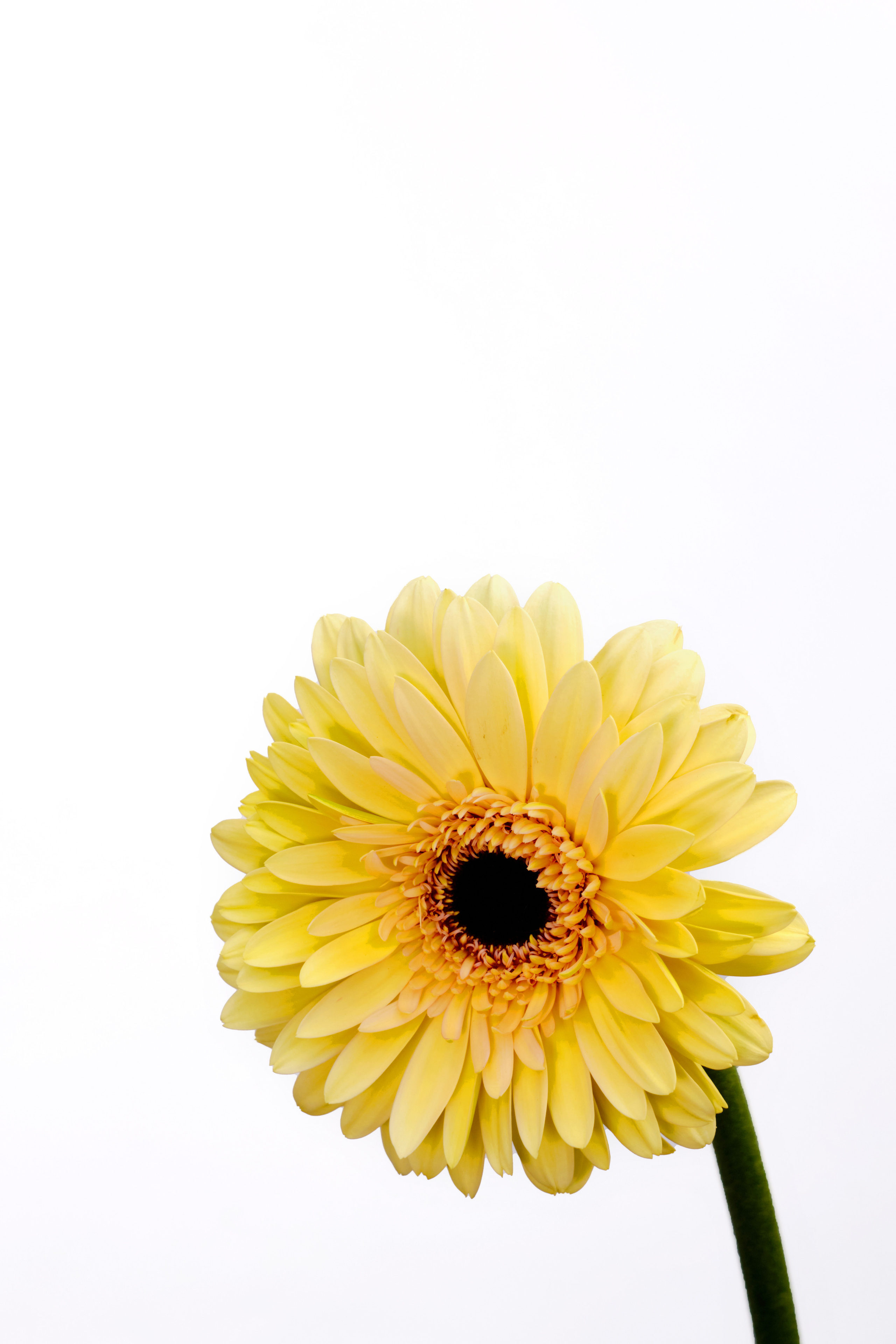 Каталог цветов. Ася Ложкина фотограф Ижевск