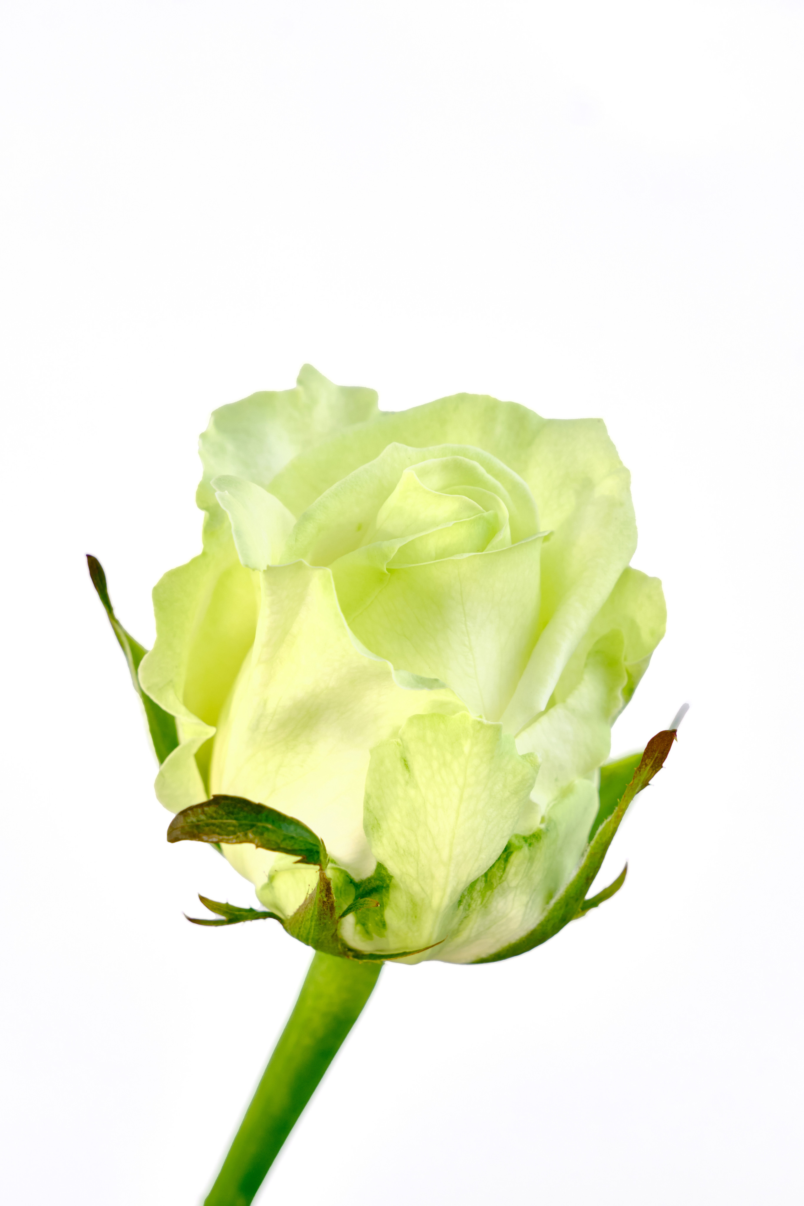 Каталог цветов. Ася Ложкина фотограф Ижевск