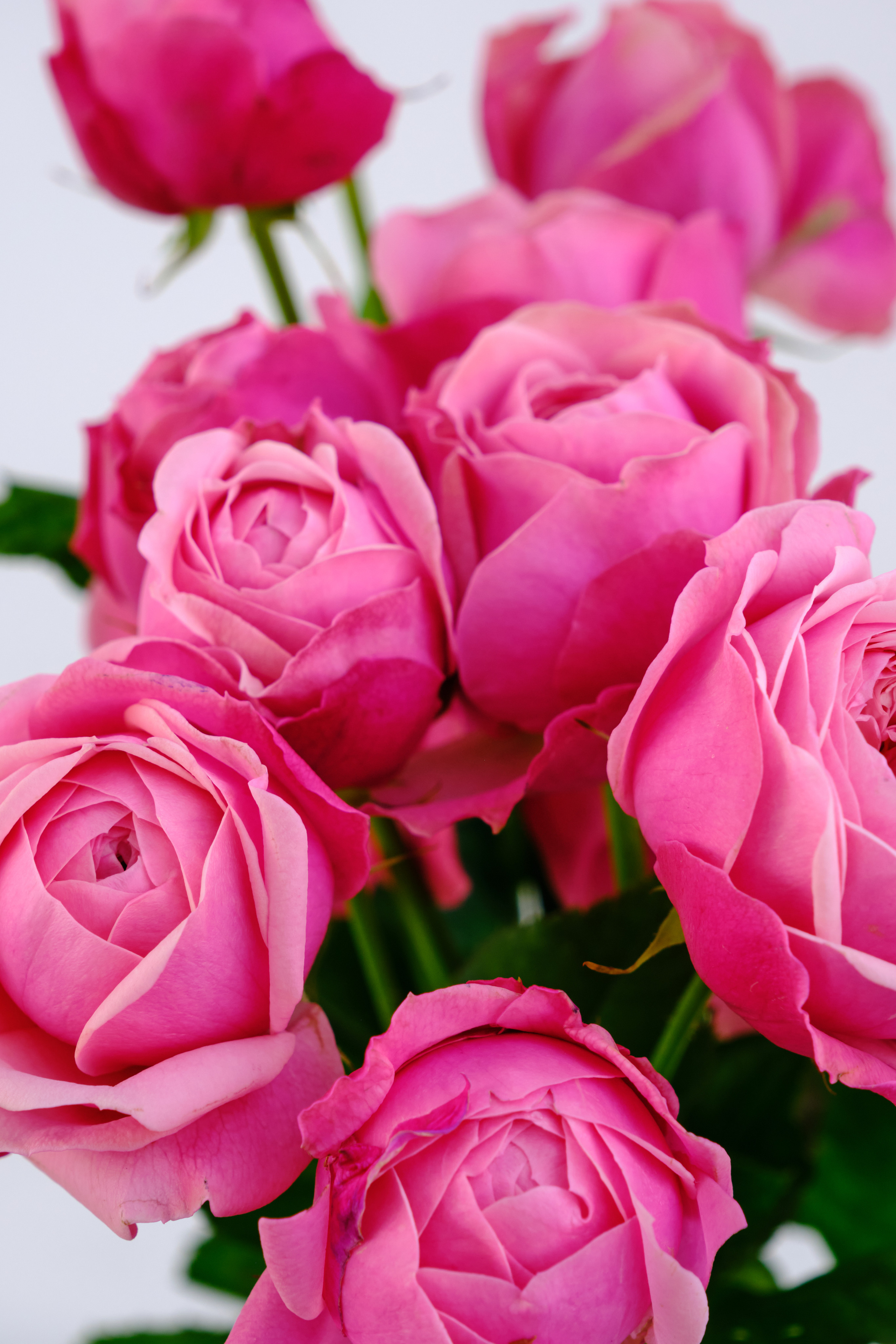 Каталог цветов. Ася Ложкина фотограф Ижевск