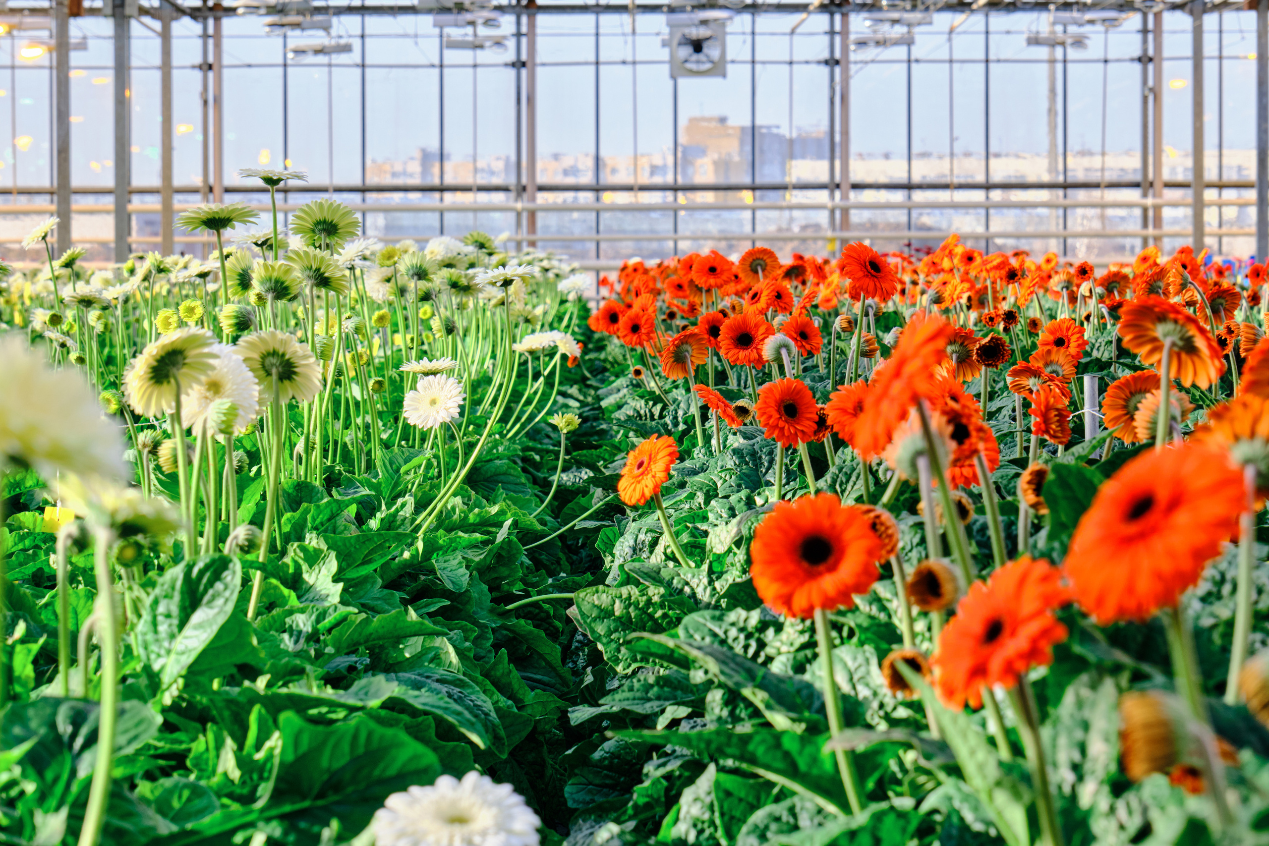 Каталог цветов. Ася Ложкина фотограф Ижевск