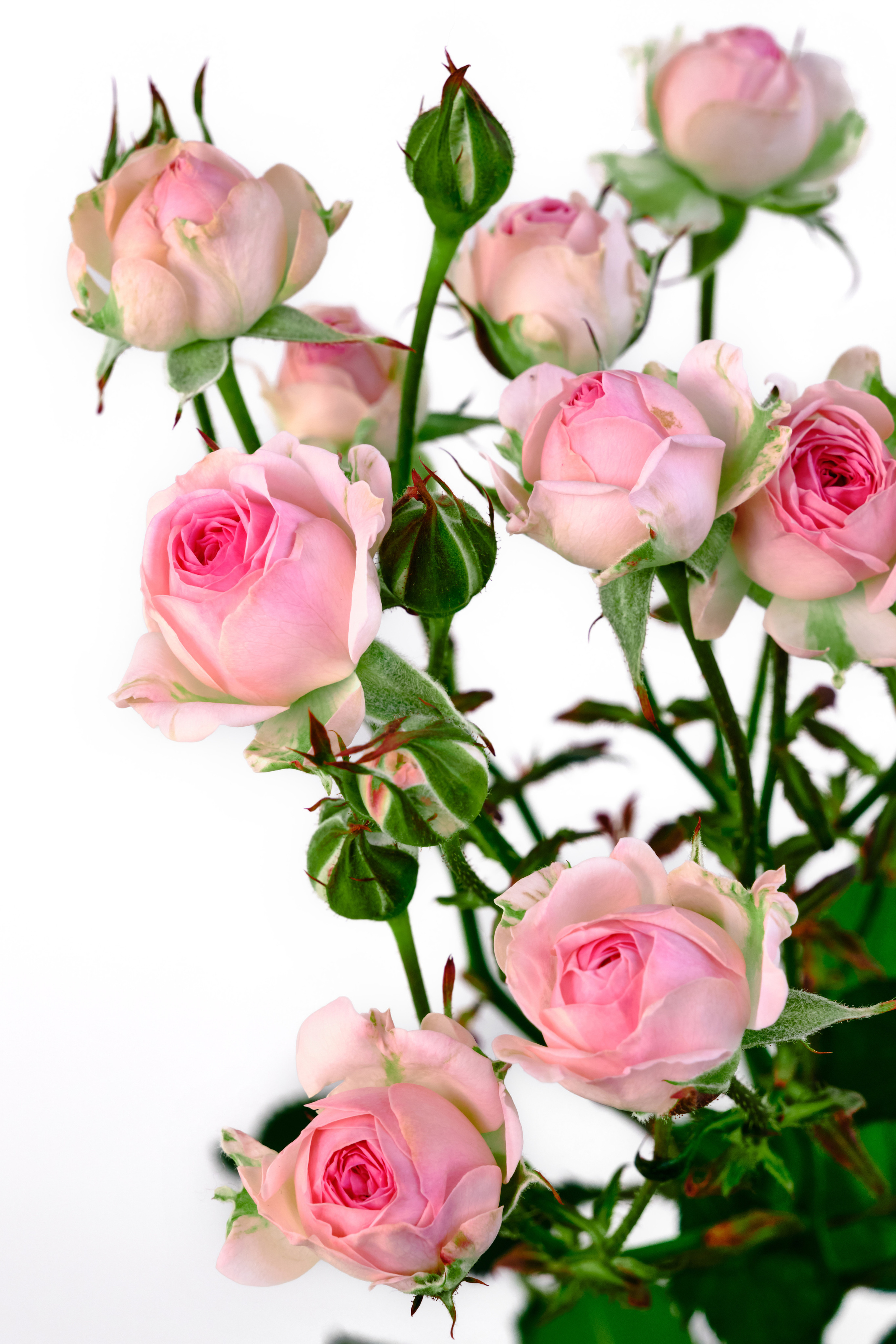 Каталог цветов. Ася Ложкина фотограф Ижевск