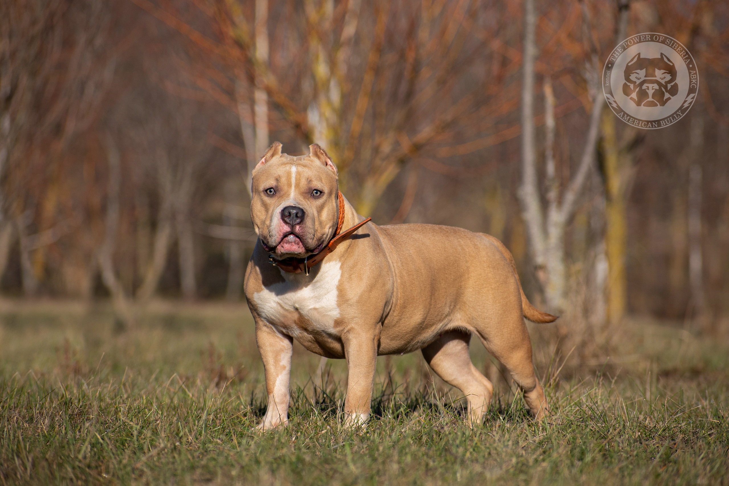 продажа щенков Американских булли в Томске