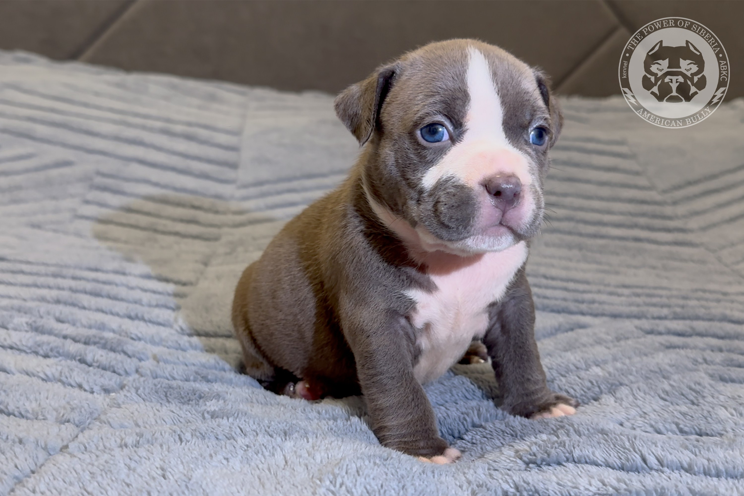 Свободные щенки Американский Булли стандарт и Свободные щенки Американский Булли классик. Американский Булли в г. Ростов-на-Дону. Питомник THE POWER OF SIBERIA