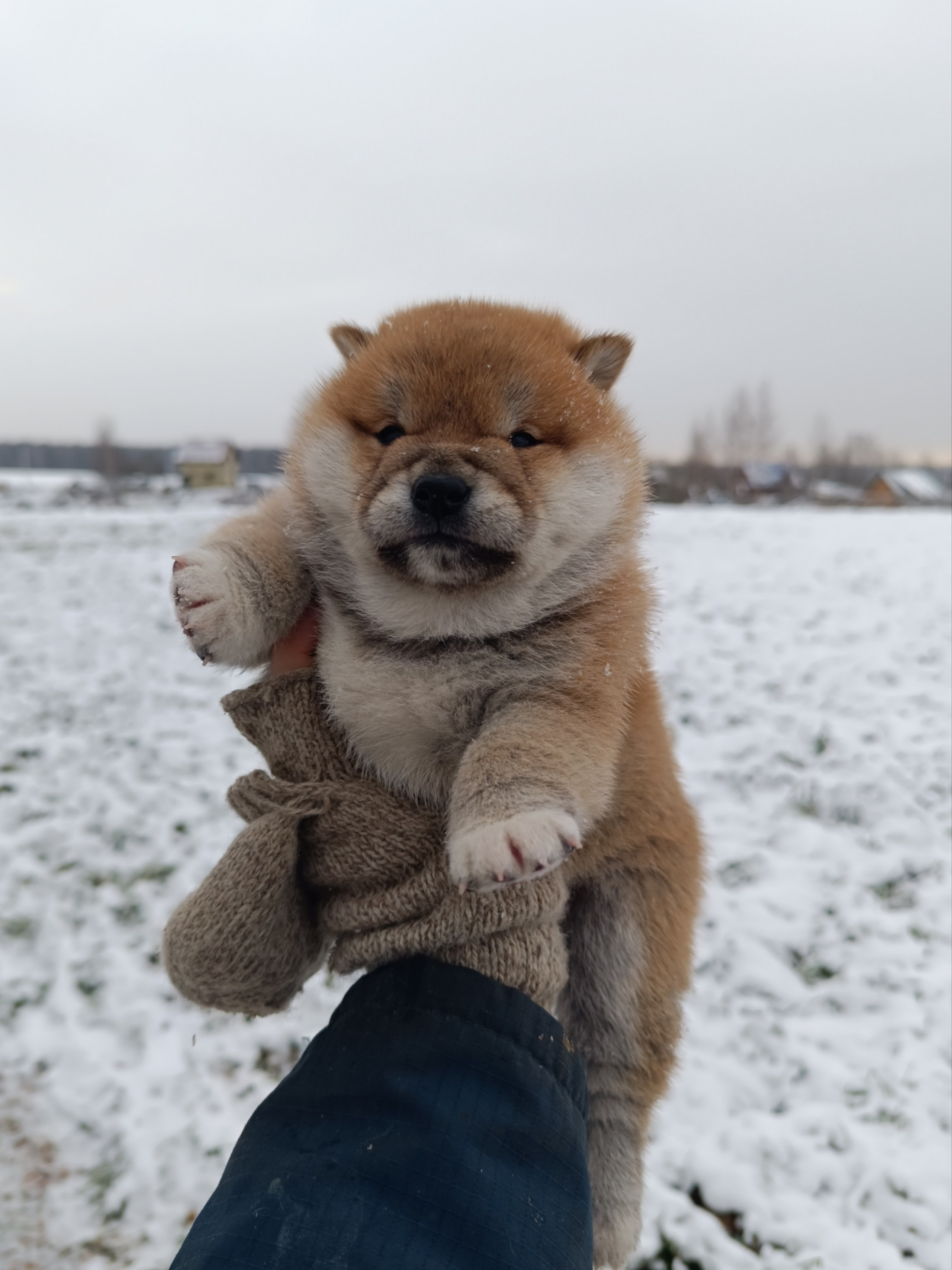 сиба питомник Рубилайт щенки на продажу rubylight  сиба щенки купить СПб Санкт-Петербург 