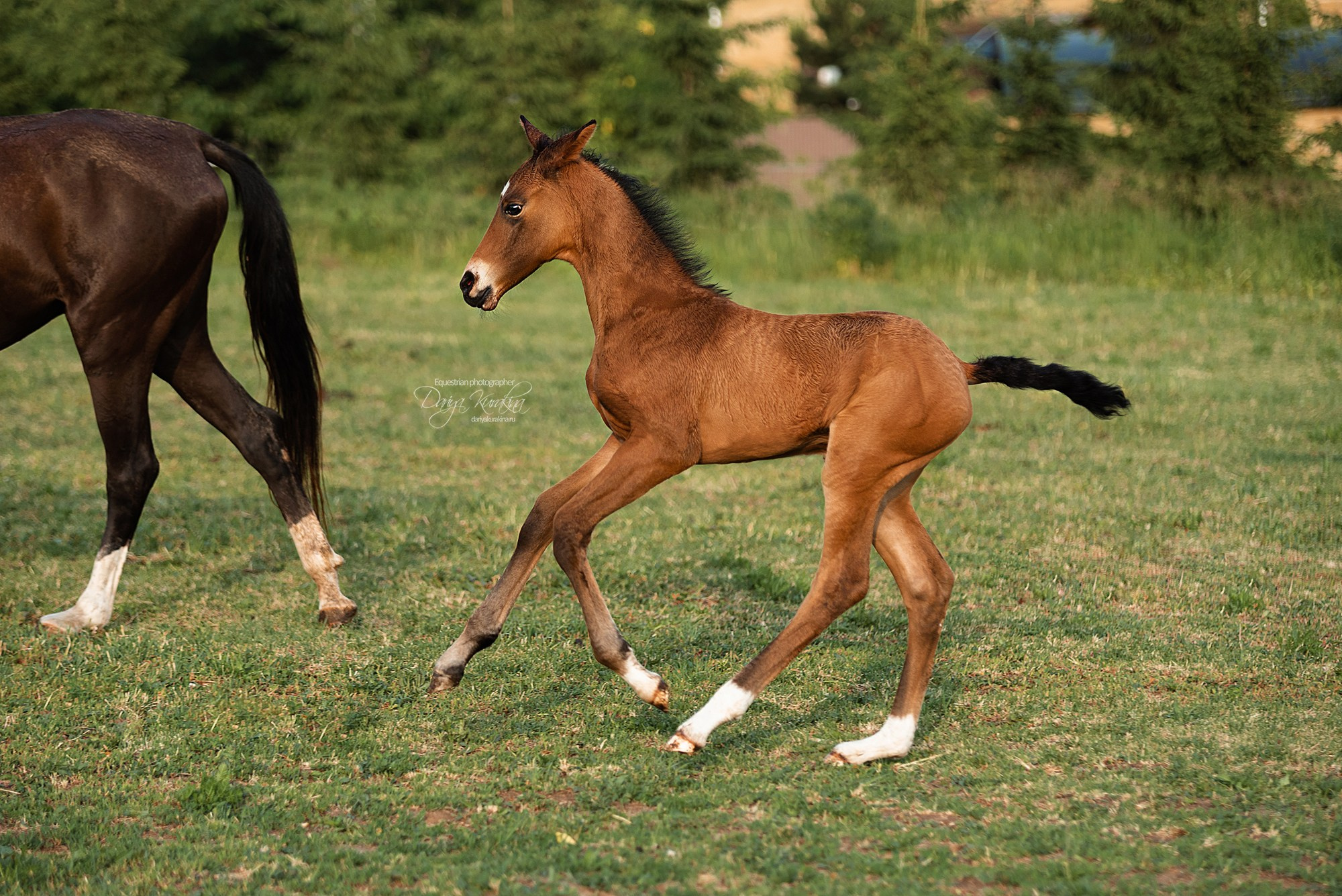 Малышка Кэндис. Конный фотограф Куракина Дарья • Фотосессии с лошадьми
