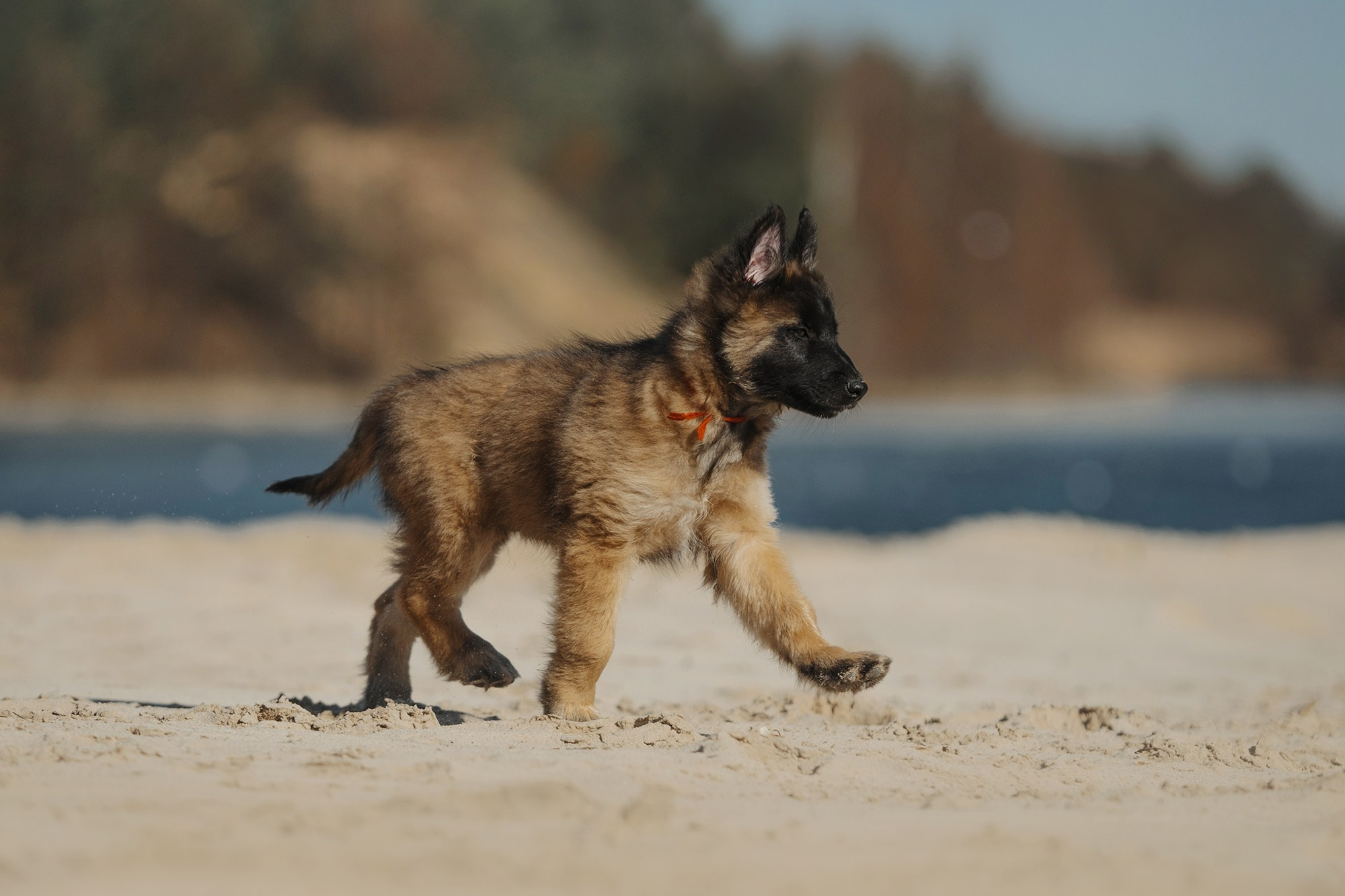 Щенки. Фотограф Анна Тюрина