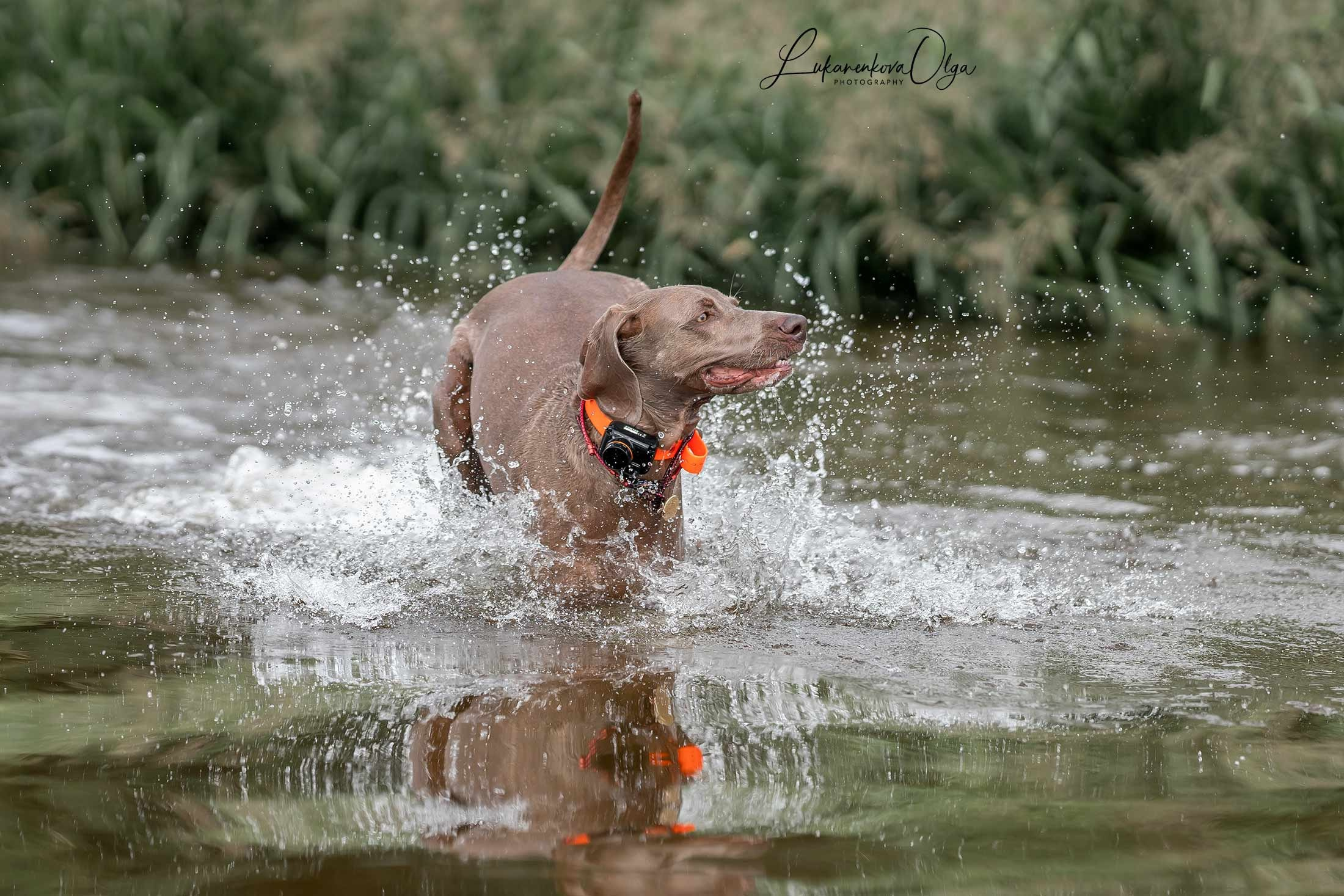 Фанта и Асти. Фотограф анималист Ольга Луканенкова в Москве
