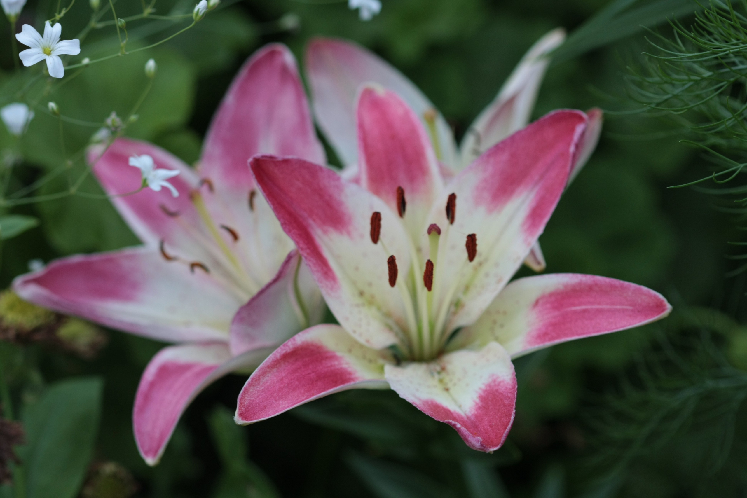 Фото Цветов. Студия Максима Белослюдцева