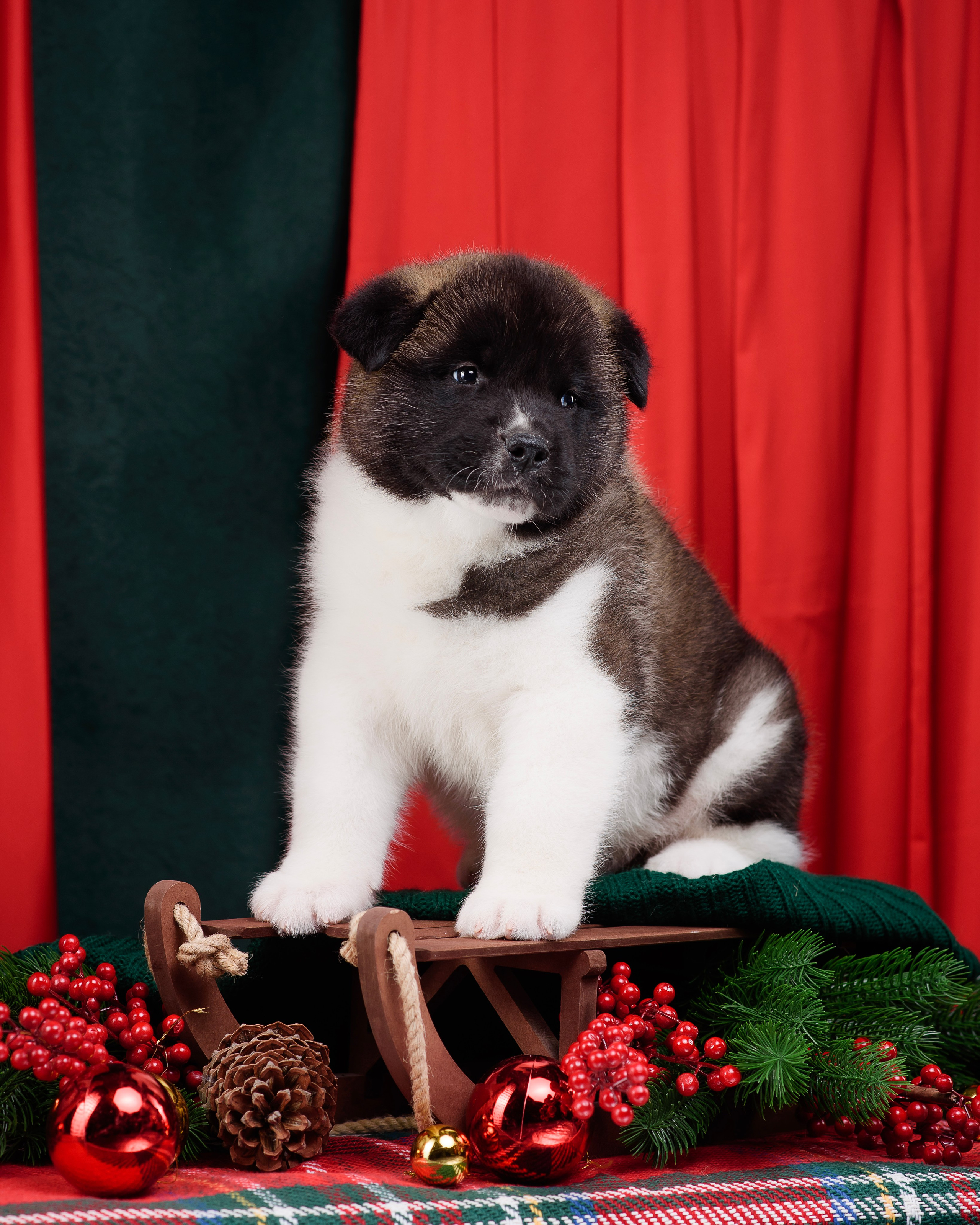 Щенки Американской Акиты. Фотограф — Анималист | Анна Абрамова