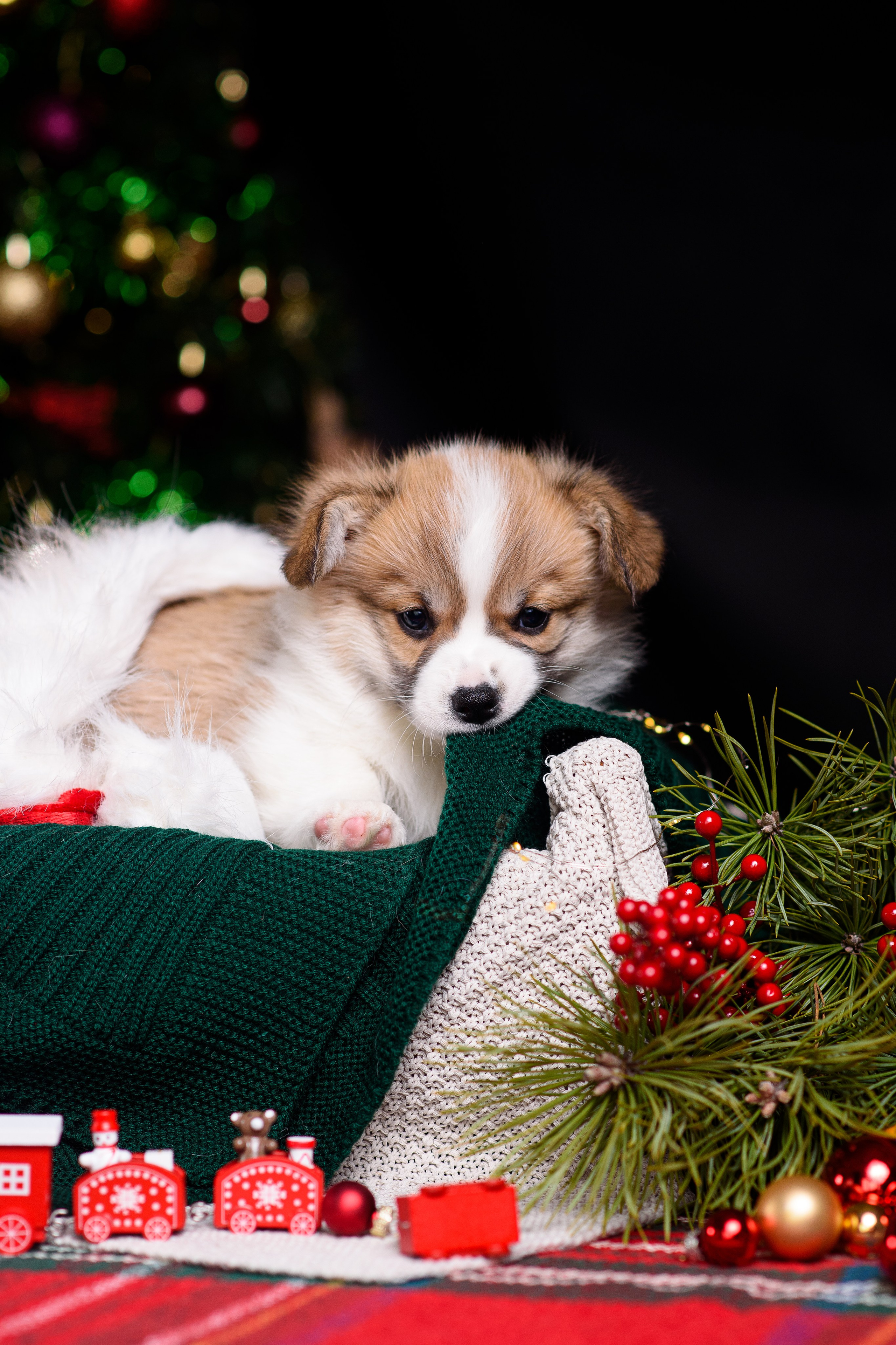 Щенки вельш корги пемброк. Фотограф — Анималист | Анна Абрамова