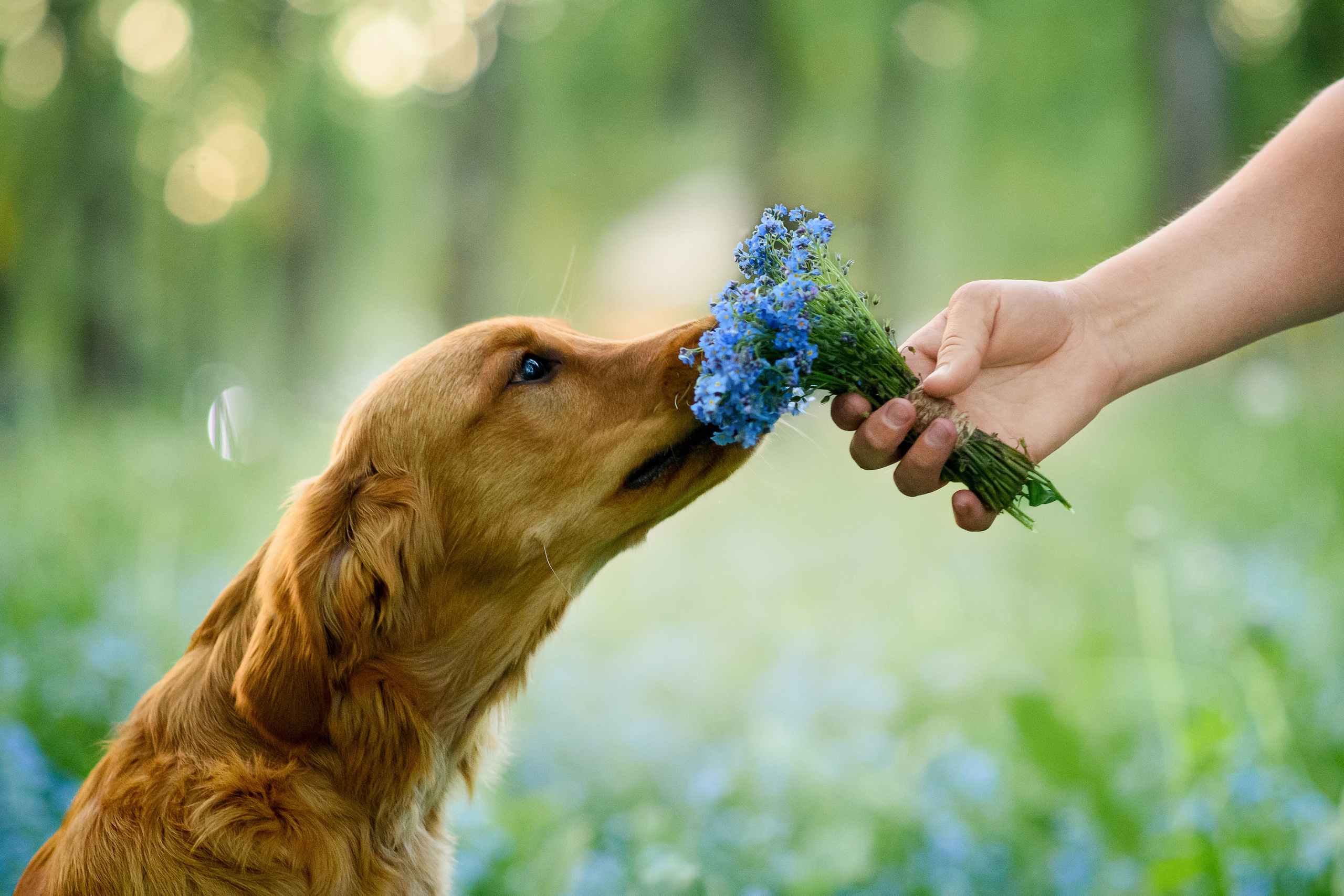 Степа, Йоки и Мята — 29.05.2024. Фотограф — Анималист | Анна Абрамова