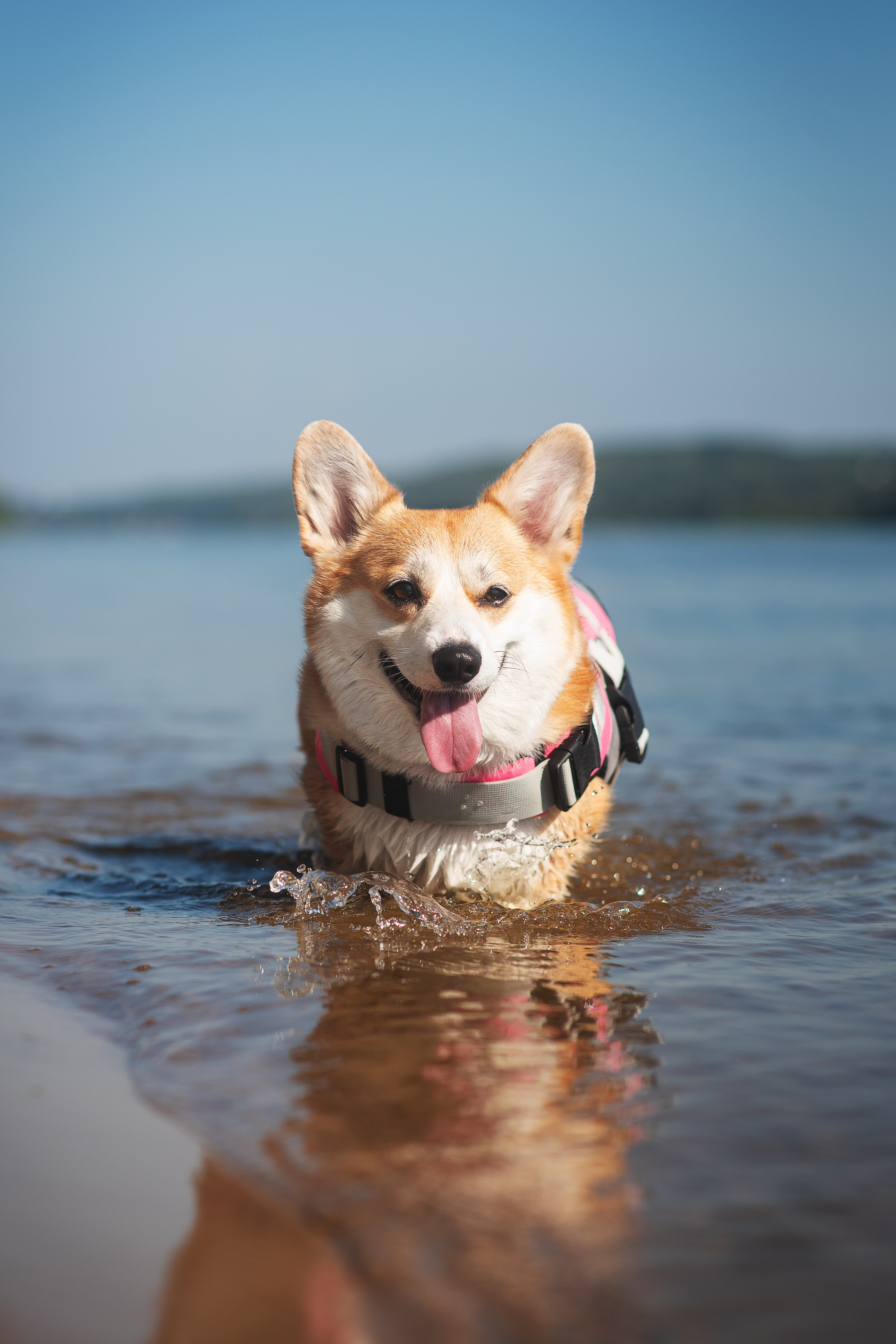 Майк и Лея — 29.08.2024. Фотограф — Анималист | Анна Абрамова