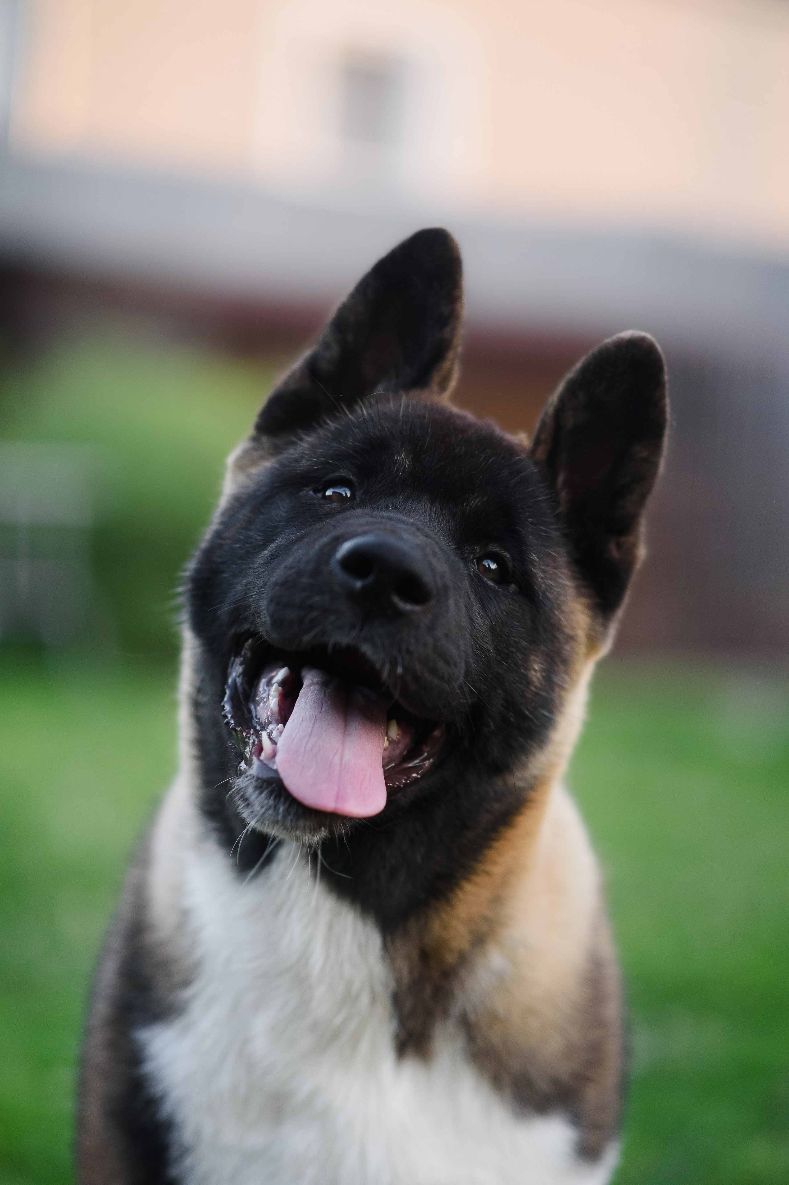 Байкер — 30.05.2024. Фотограф — Анималист | Анна Абрамова