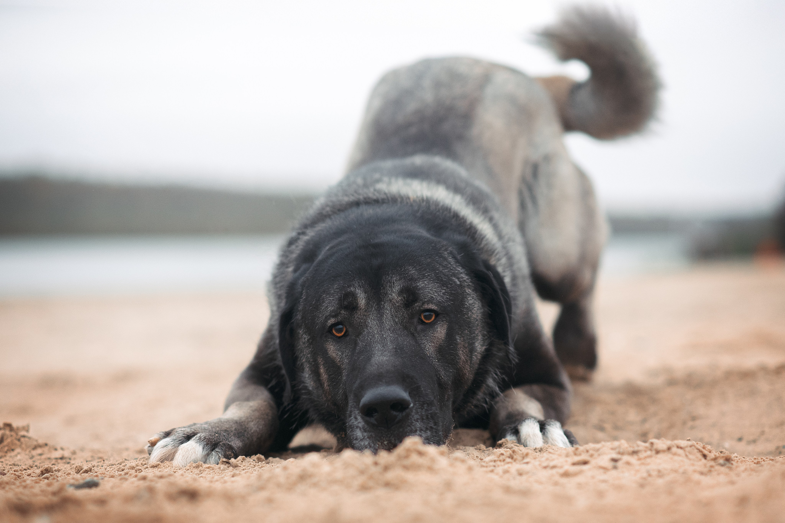 Турецкий кангал Дикили — 20.10.2024. Фотограф — Анималист | Анна Абрамова