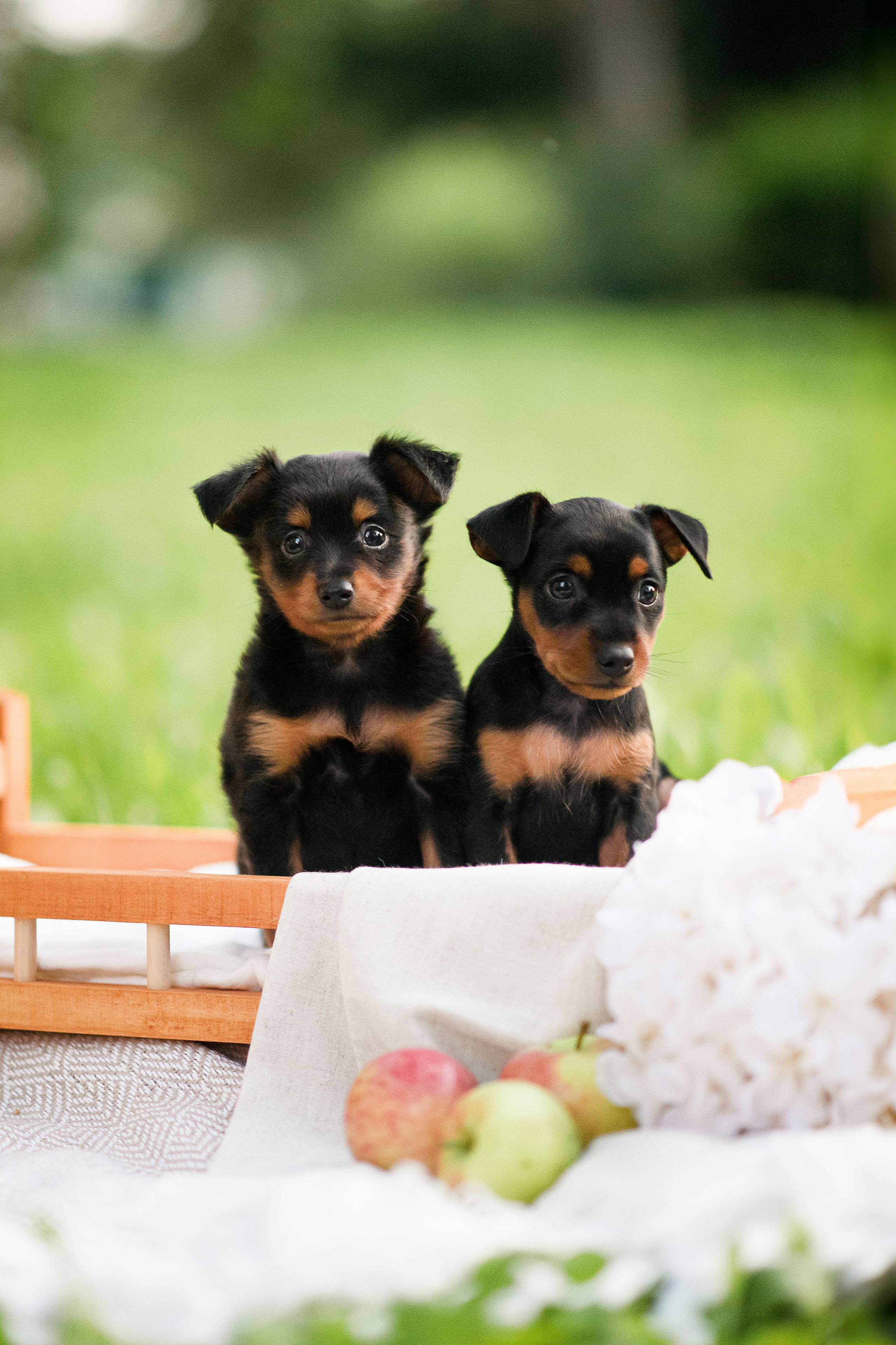 Щенки Пражских крысариков — 03.08.2024. Фотограф — Анималист | Анна Абрамова