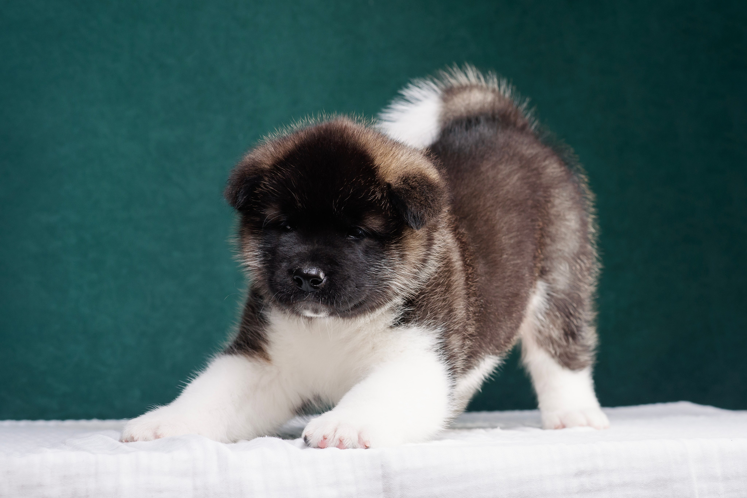 Щенки Американской Акиты. Фотограф — Анималист | Анна Абрамова