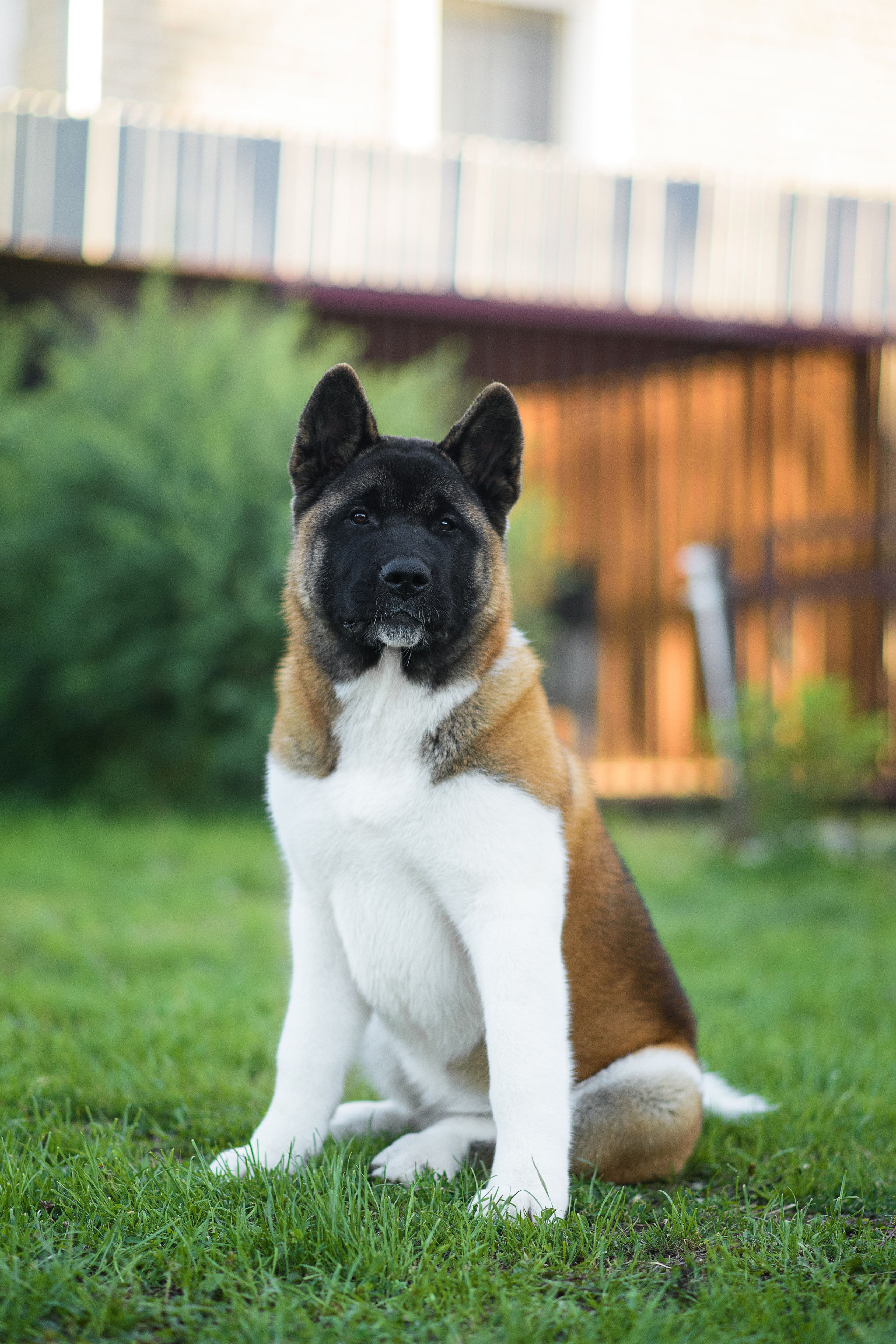 Луна — 21.06.2024. Фотограф — Анималист | Анна Абрамова