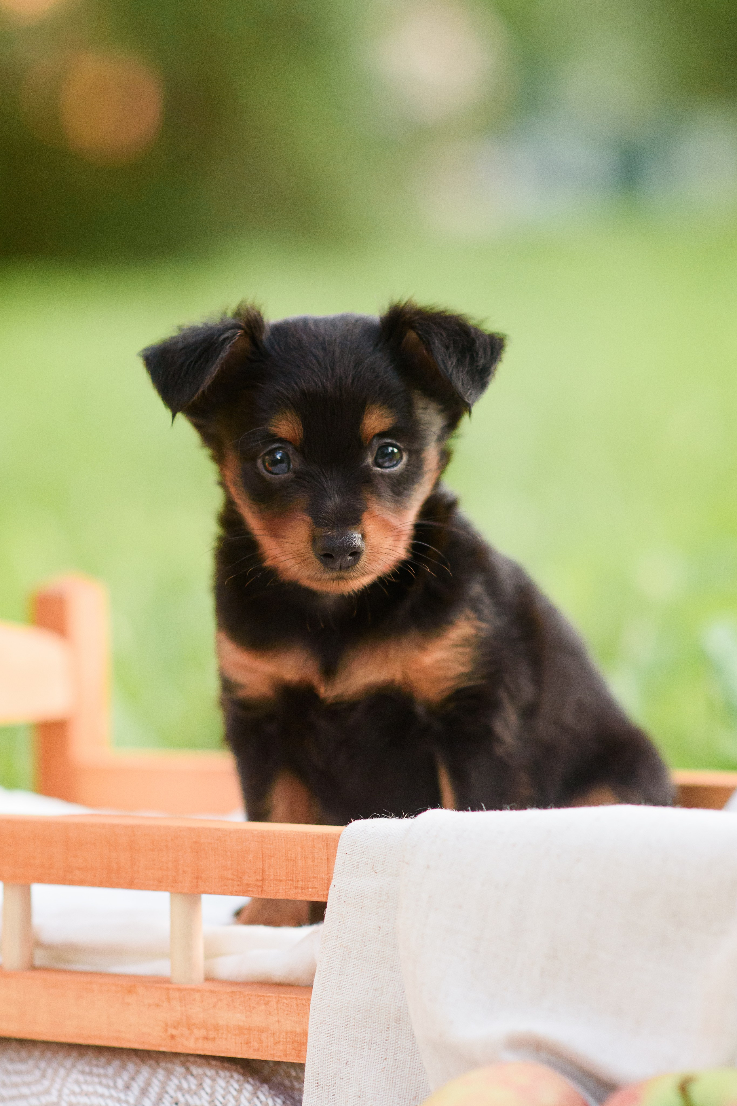 Щенки Пражских крысариков — 03.08.2024. Фотограф — Анималист | Анна Абрамова