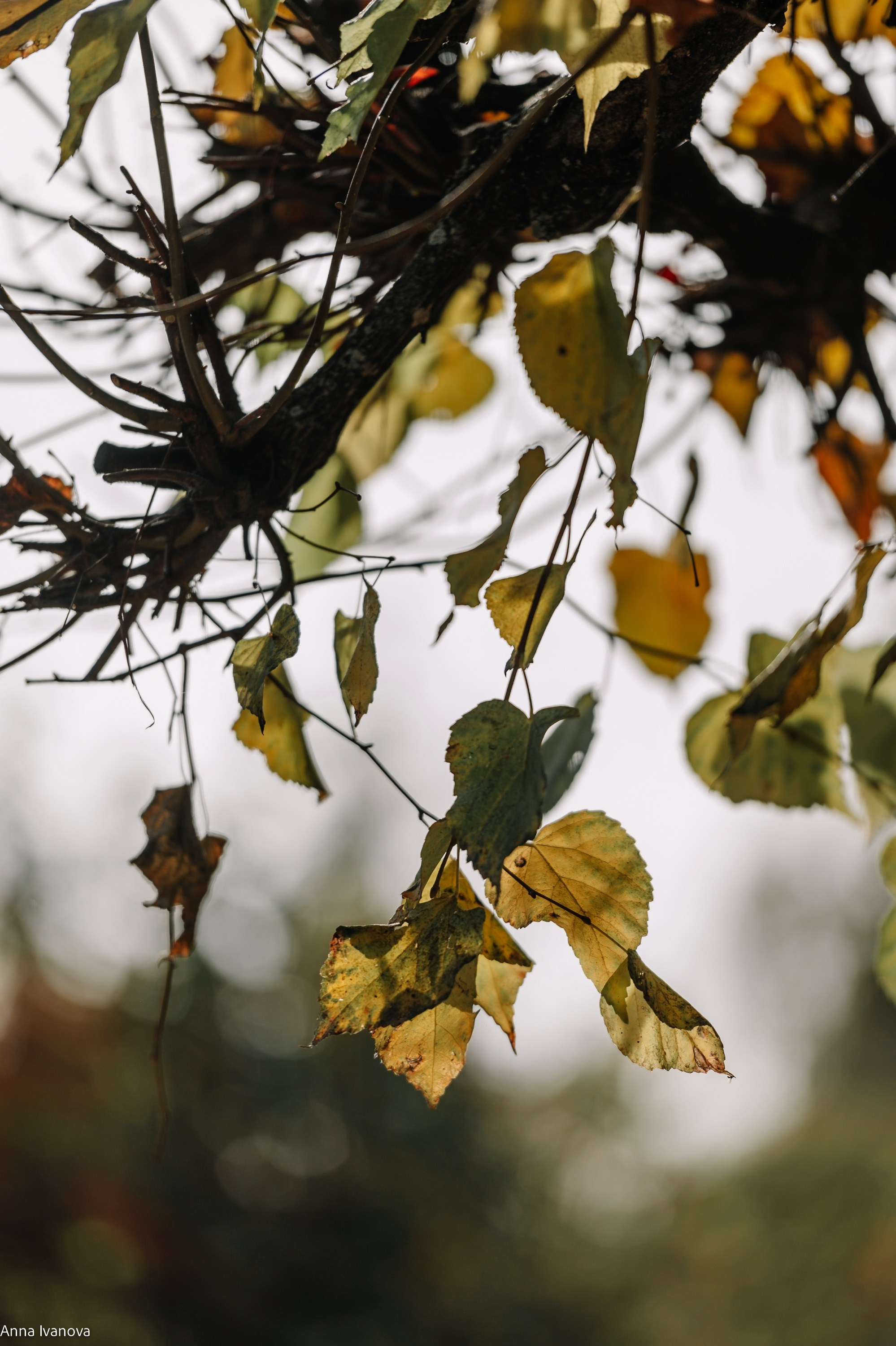 Свадебная фотосессия. Анна Иванова Свадебный Фотограф Чебоксары