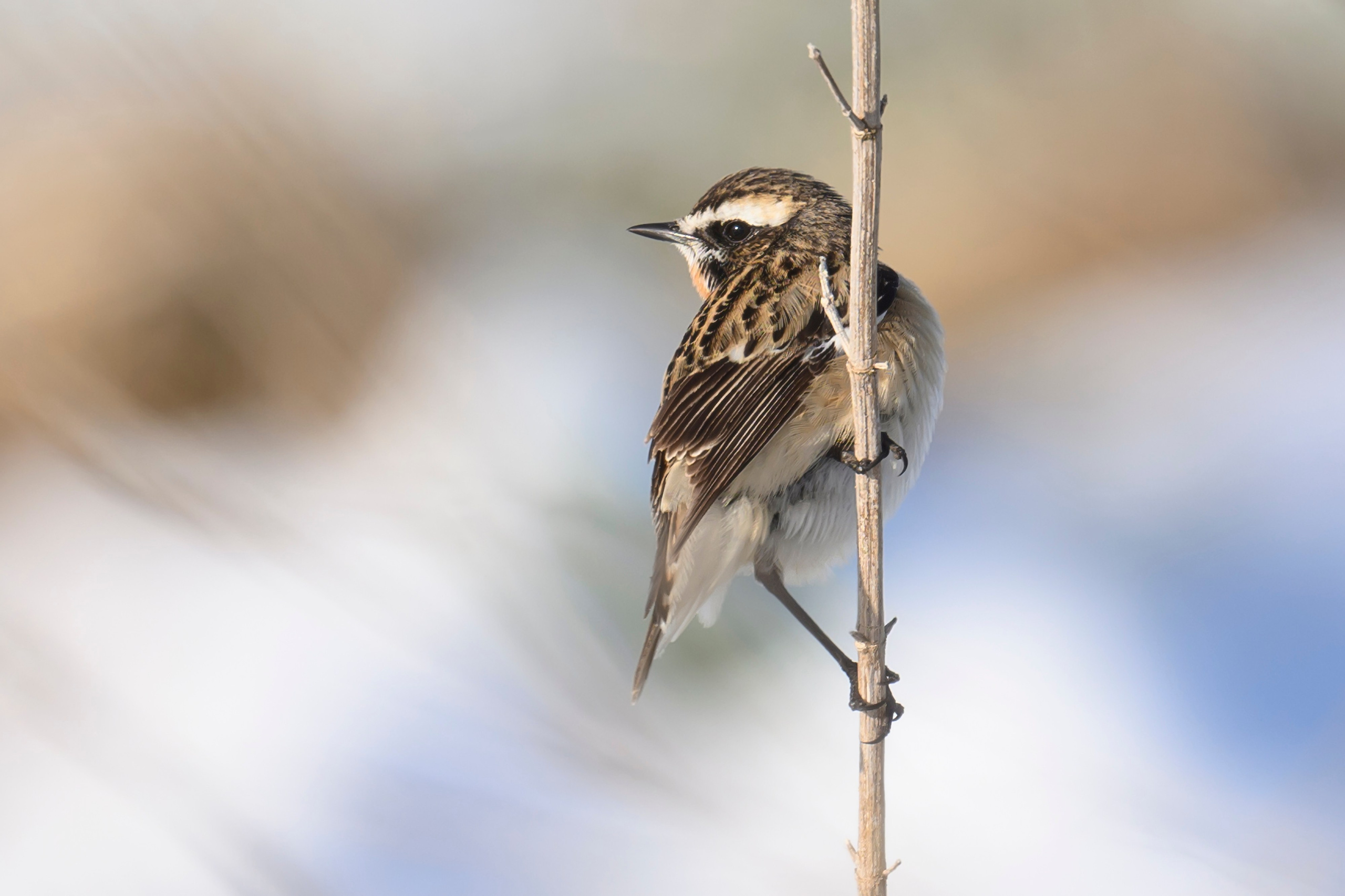 После снегопада. Wildlife photography by Sergey Puponin