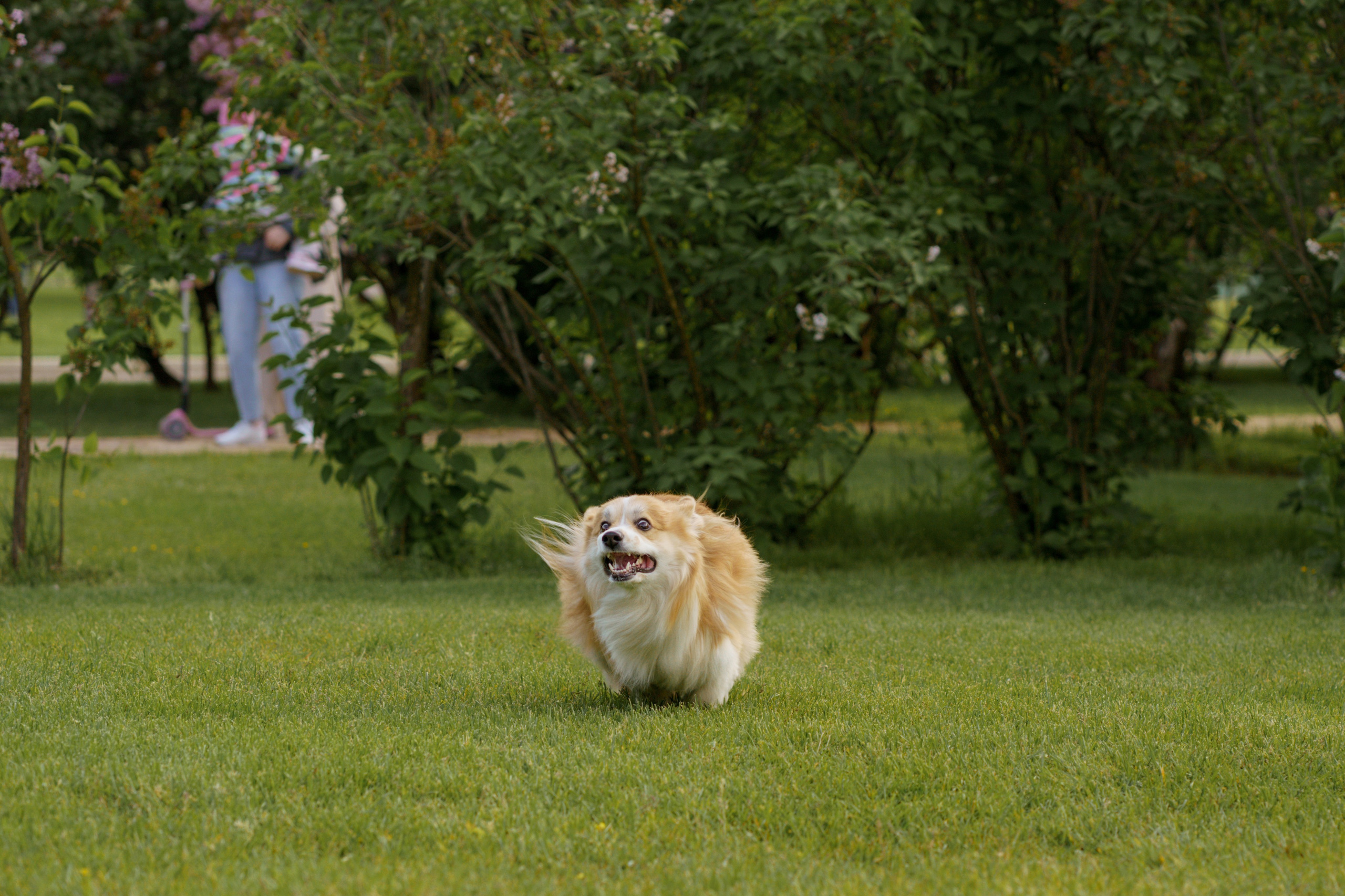 Катя, Арсений и Пух. Свадебный фотограф в Москве Анна Полушина