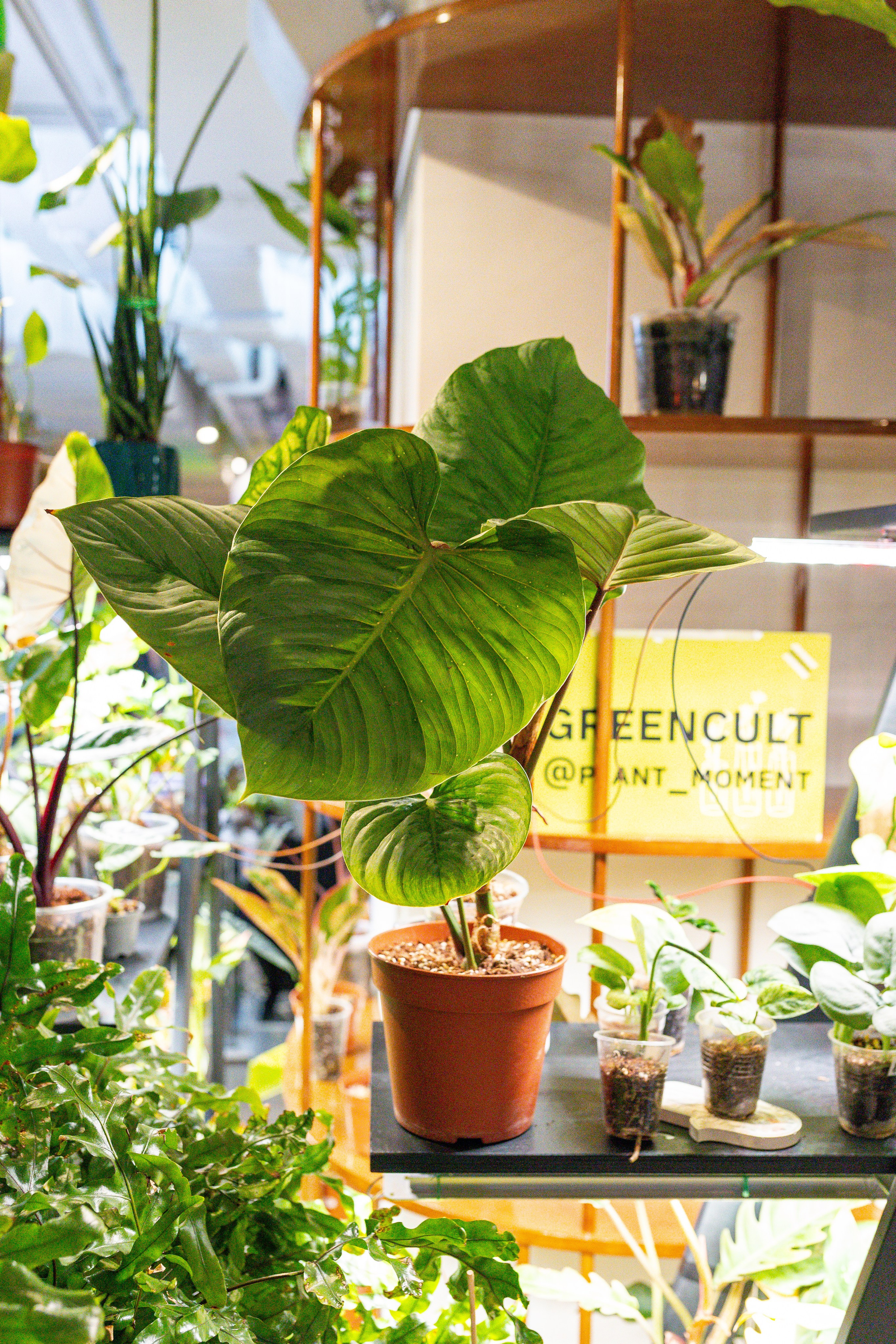 Growbox 5лет. Александра Куликова фотограф, Москва