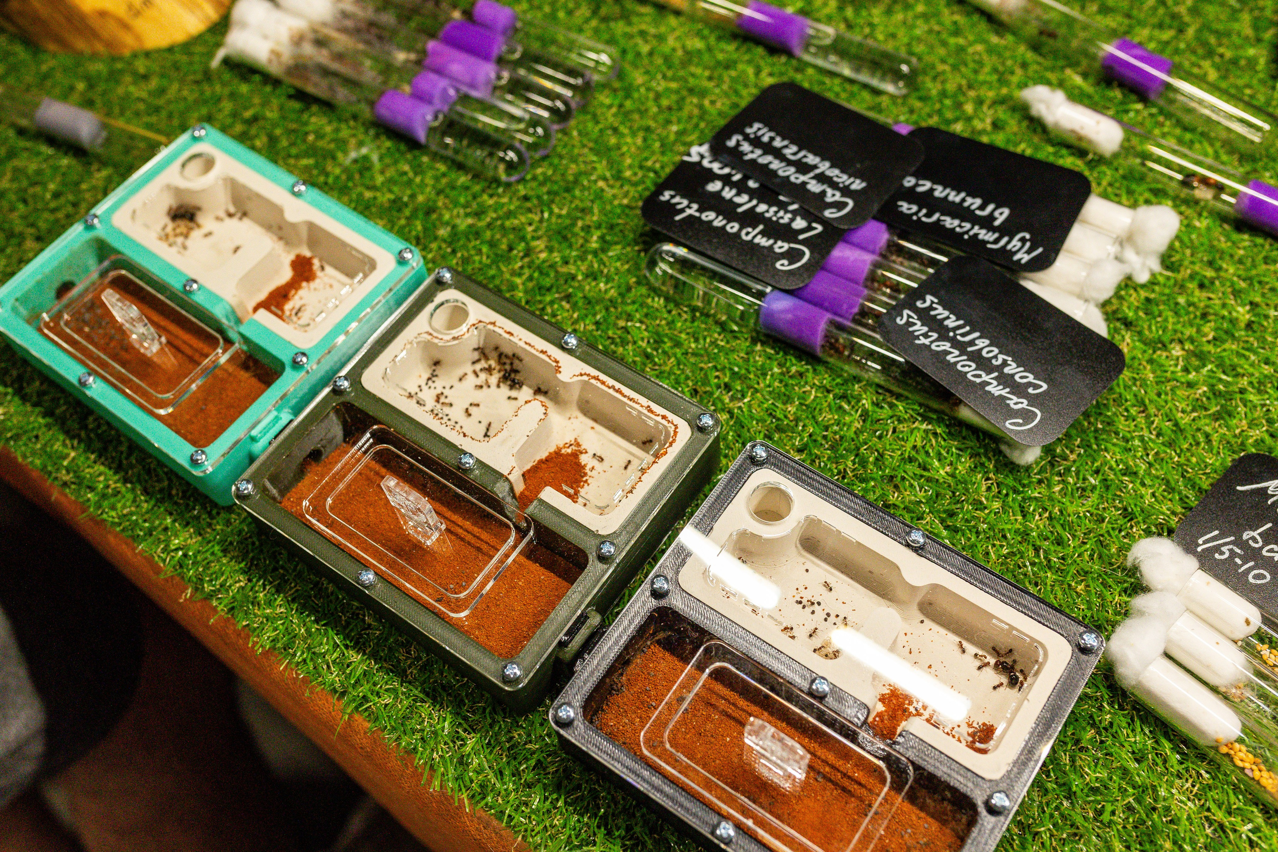 Рептилиум июнь 2025. Александра Куликова фотограф, Москва