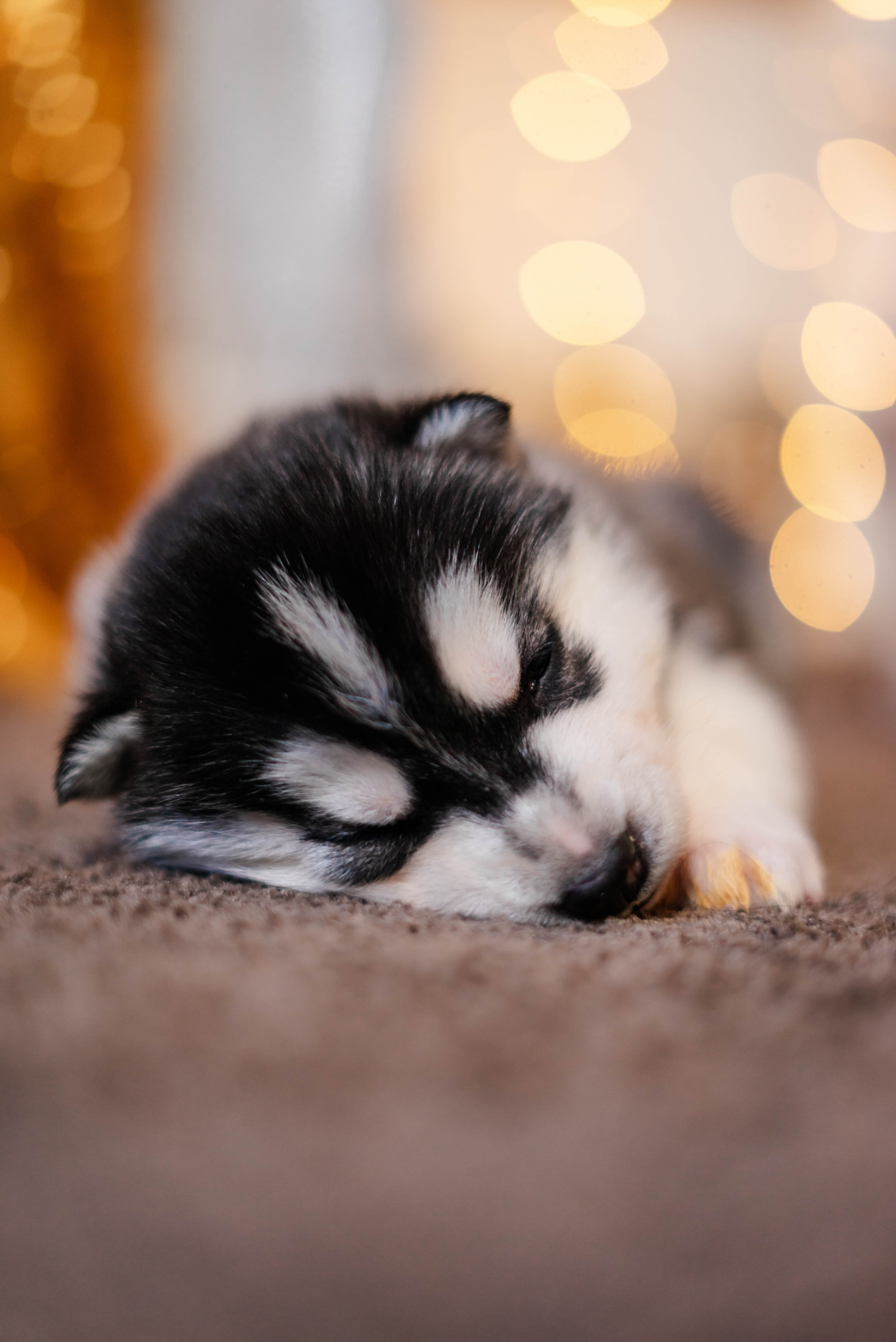 Фотосессия с Хаски!. Семейный и детский фотограф в Екатеринбурге и НевьянскеТимурова Алина