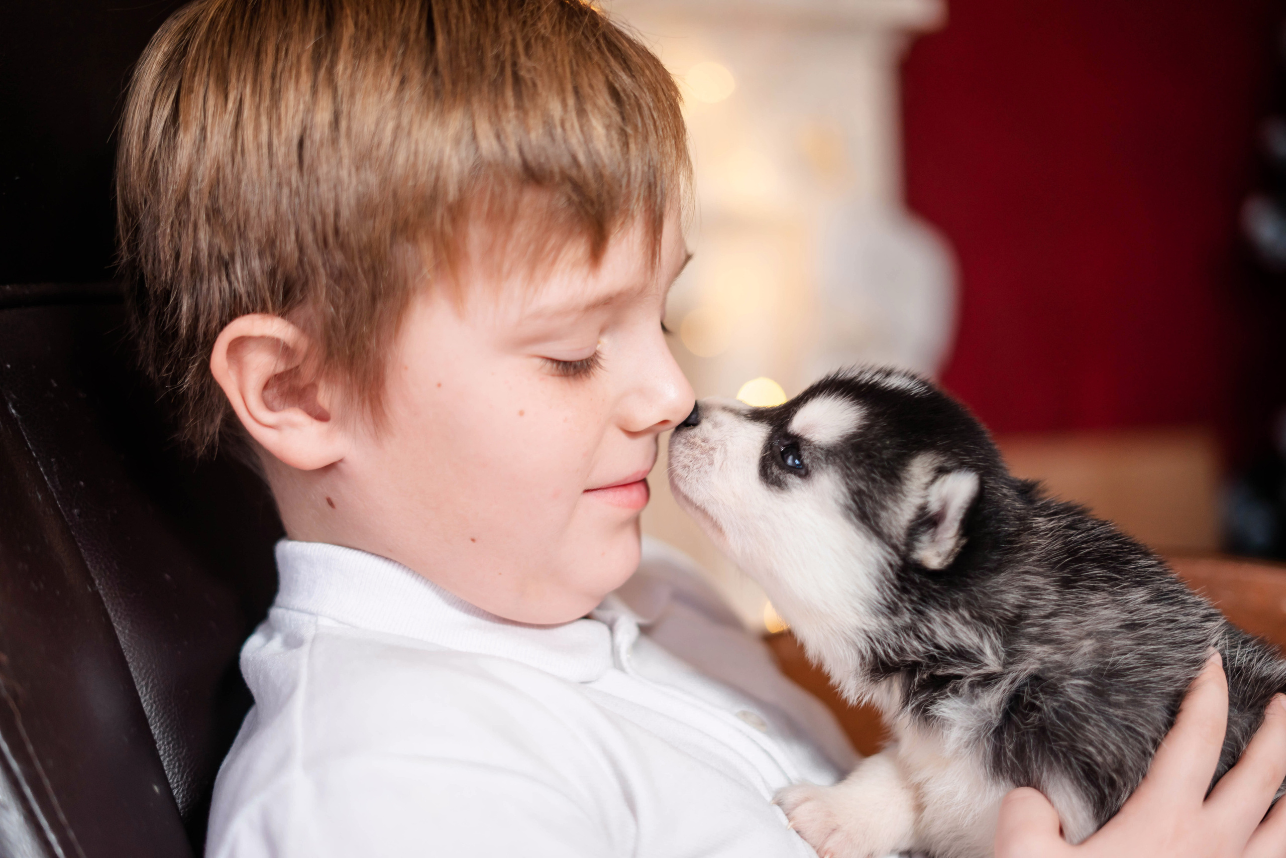 Фотосессия с Хаски!. Семейный и детский фотограф в Екатеринбурге и НевьянскеТимурова Алина