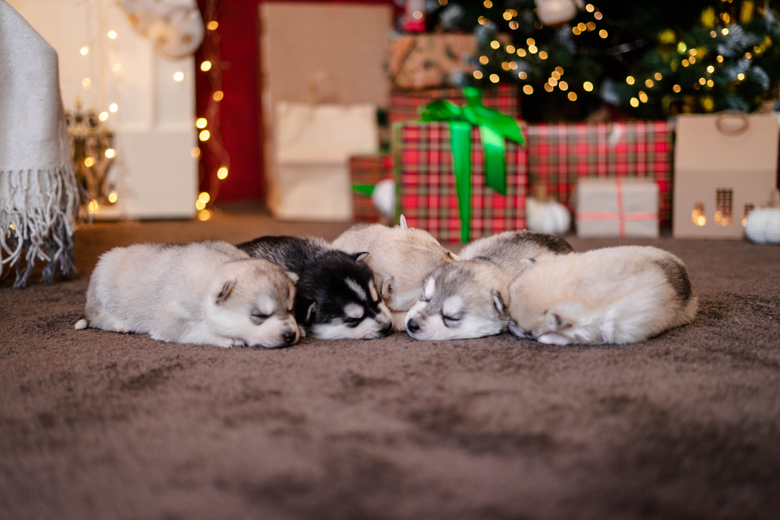 Фотосессия с Хаски!. Семейный и детский фотограф в Екатеринбурге и НевьянскеТимурова Алина