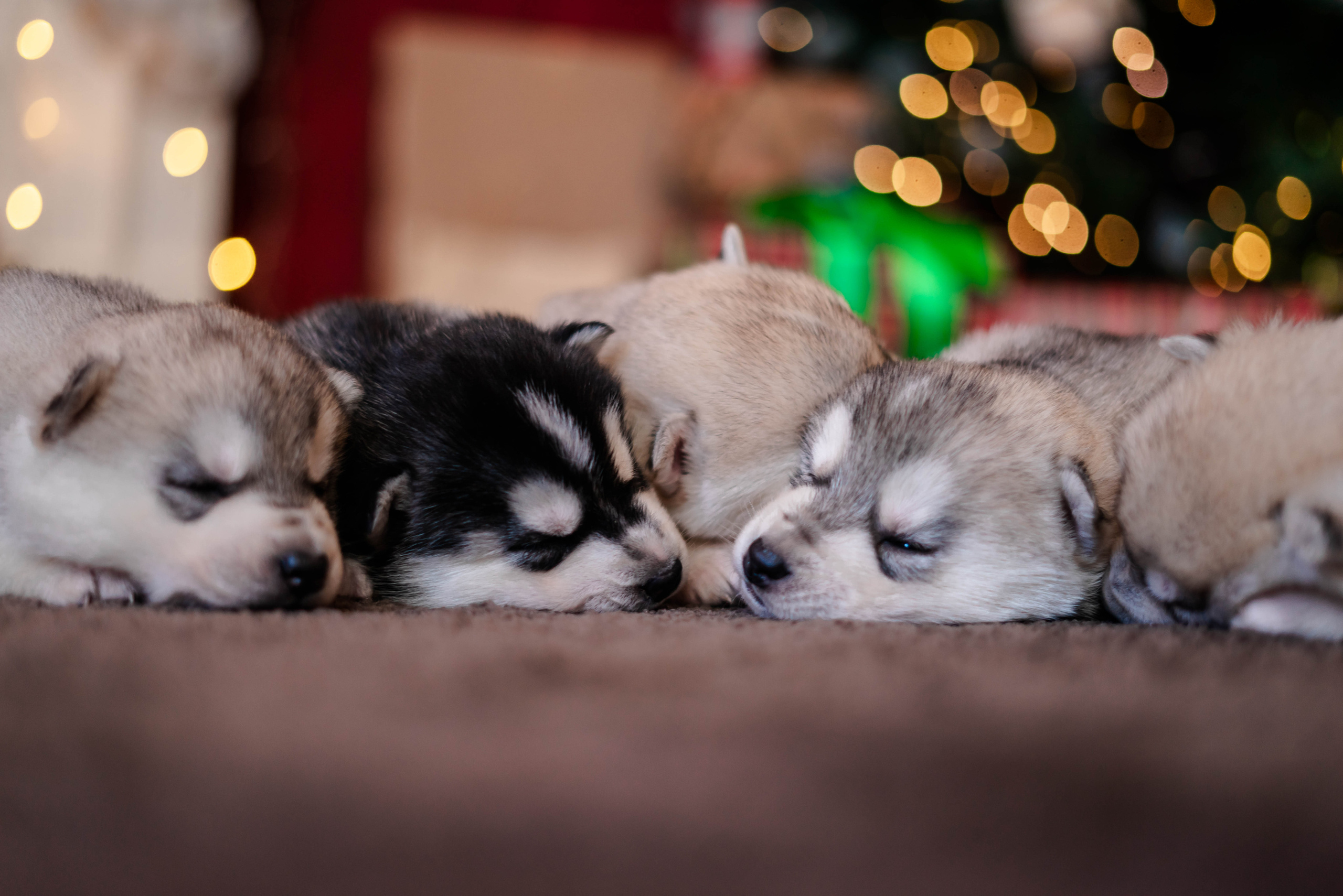 Фотосессия с Хаски!. Семейный и детский фотограф в Екатеринбурге и НевьянскеТимурова Алина