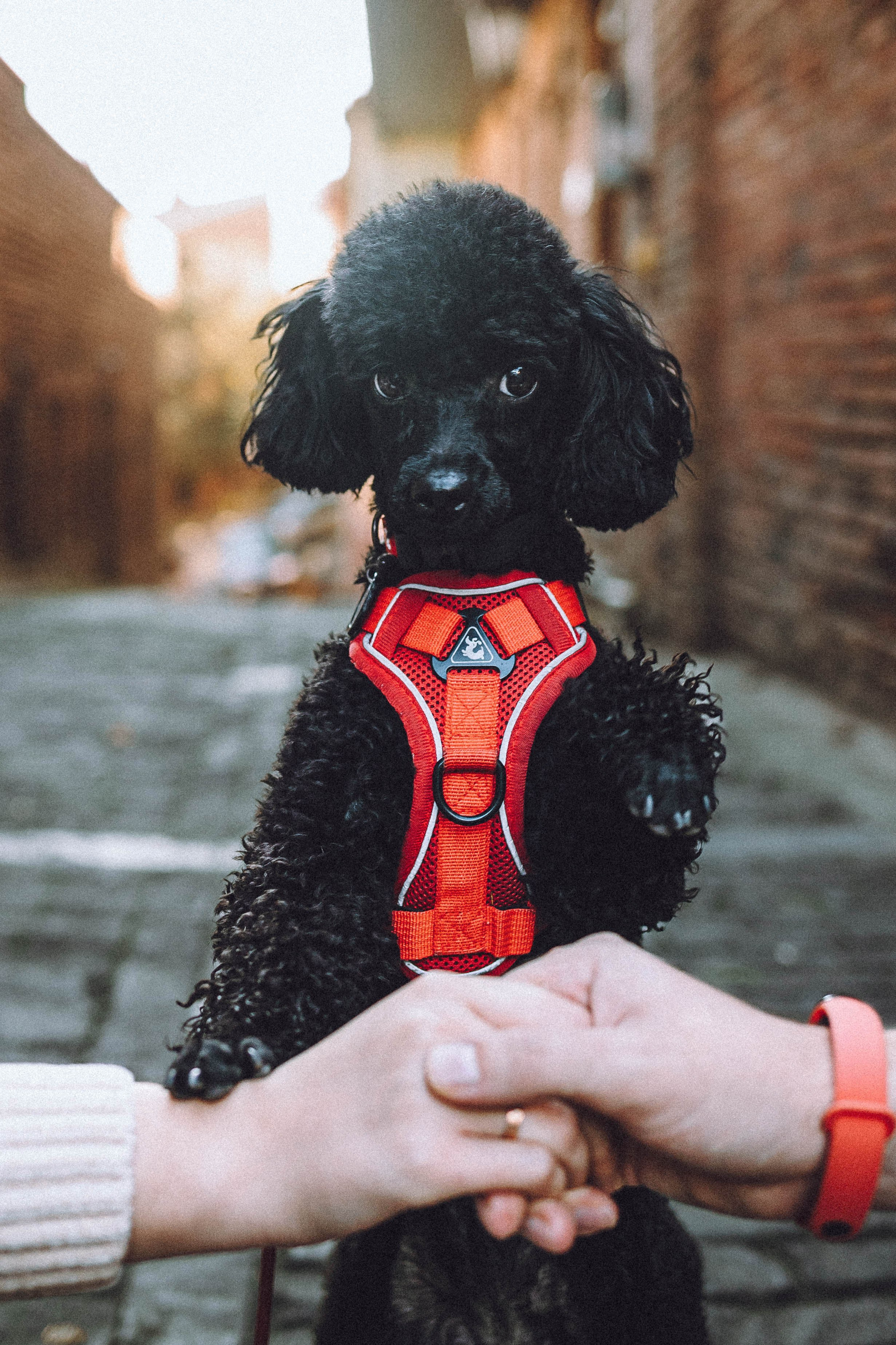 Игнат, Даша и Бэтти