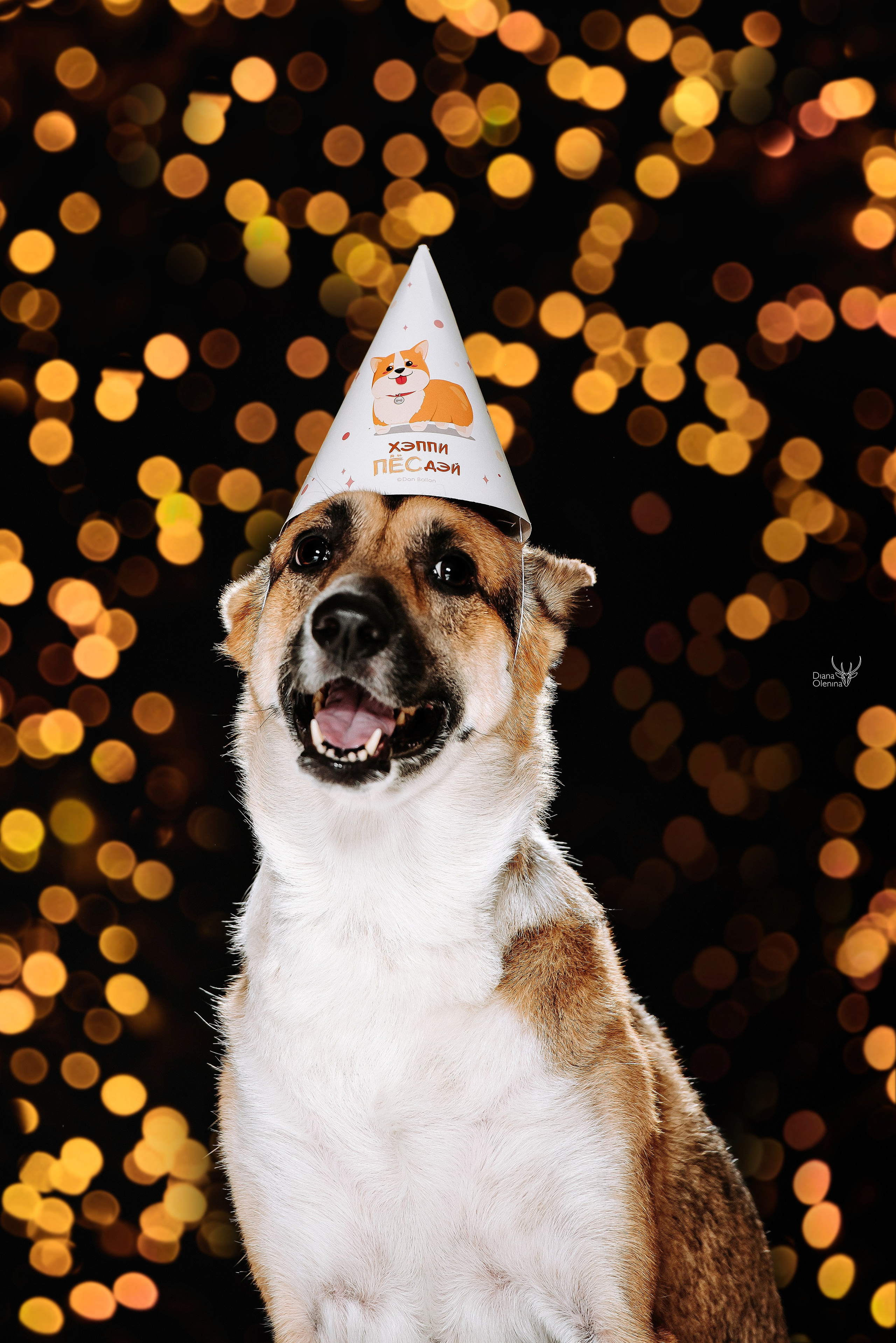 Собаки фоны. Фотограф Диана Оленина Красноярск / Братск